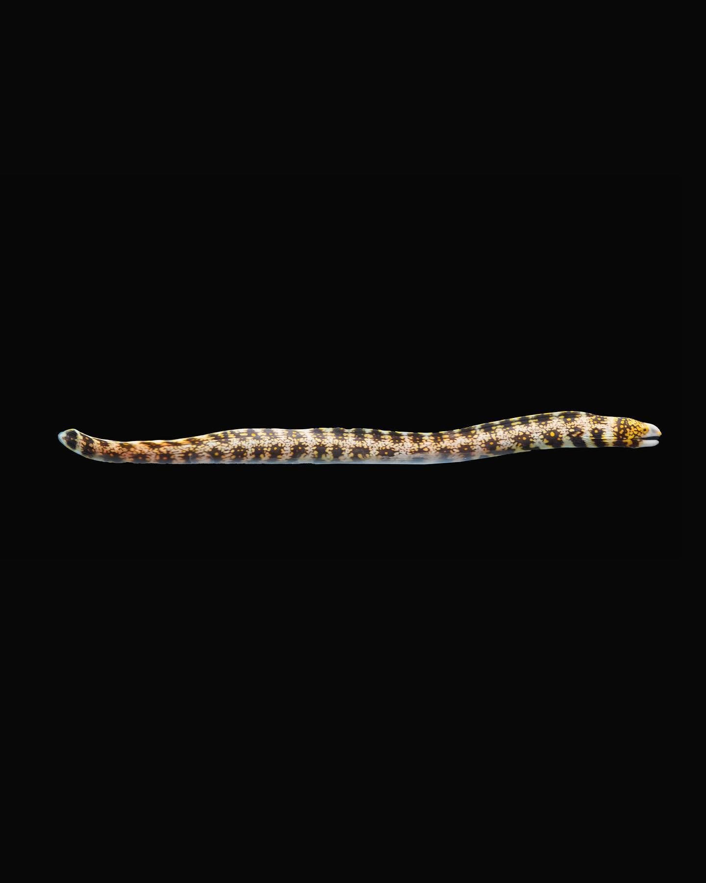 Snowflake moray eel with a pale body and dark blotches