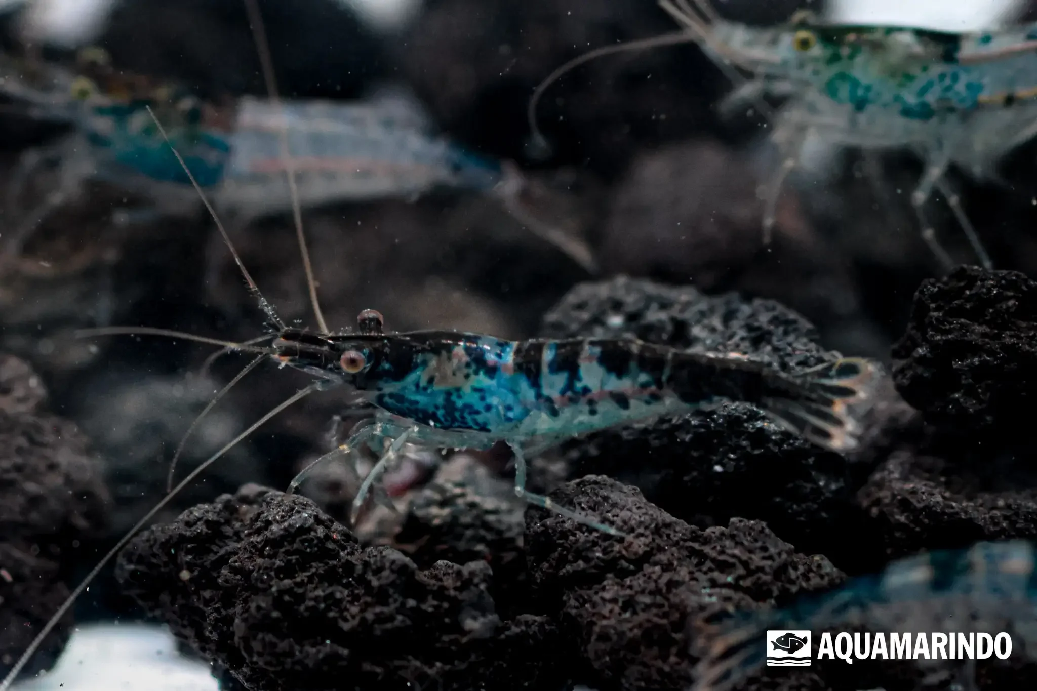 Black rili shrimp with black patches on a partly clear body