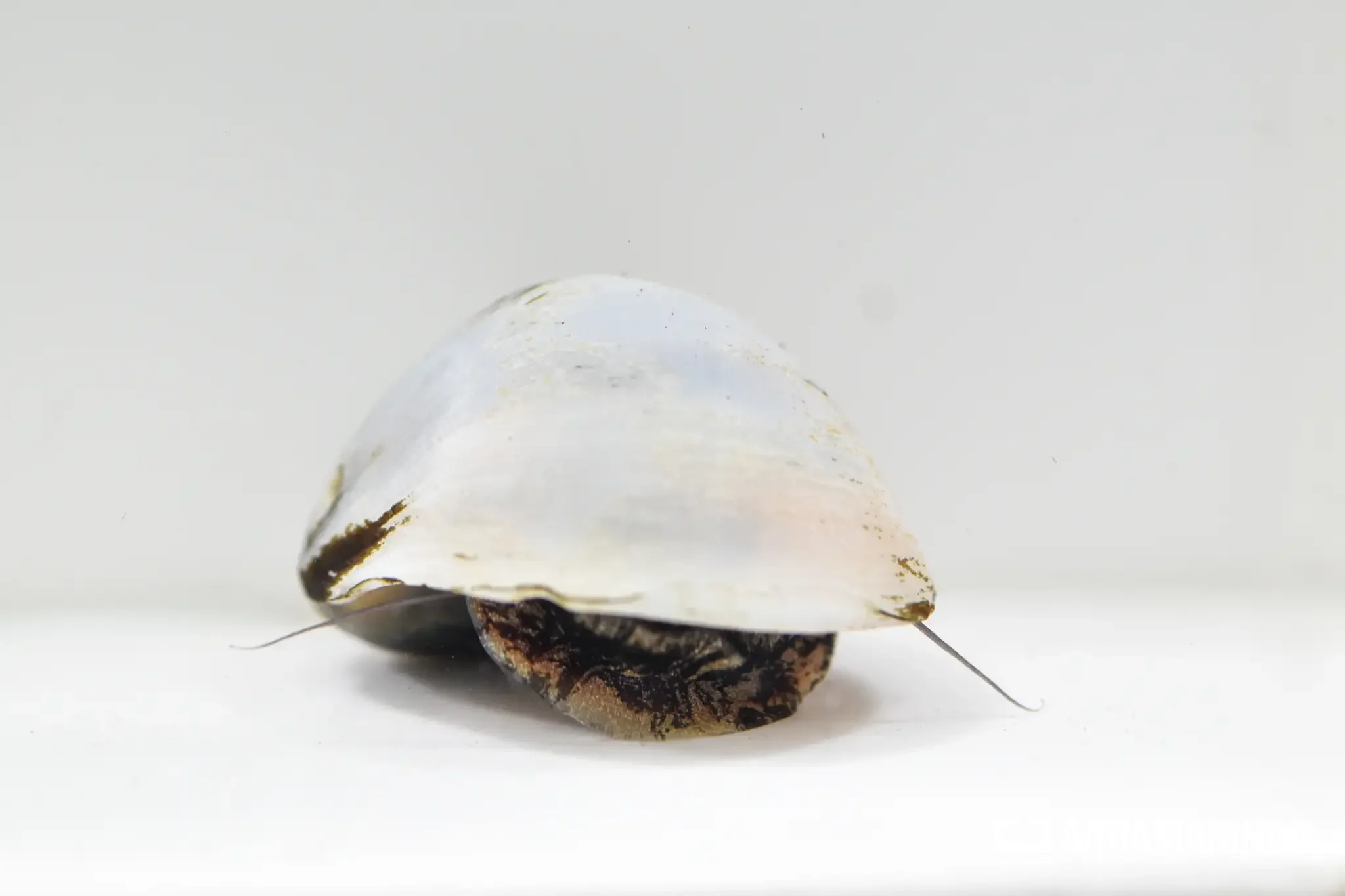 White abalone snail with a pale, flattened shell