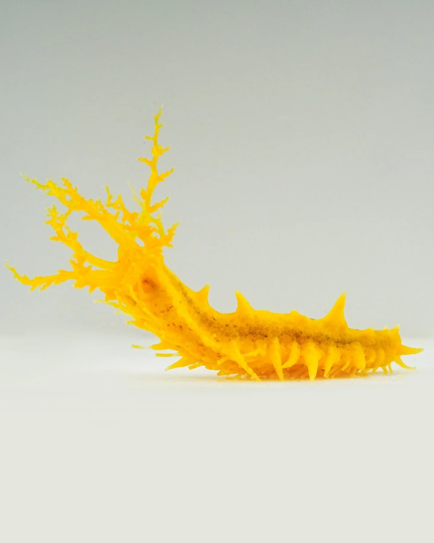 Yellow Sea Cucumber (Colochirus robustus)