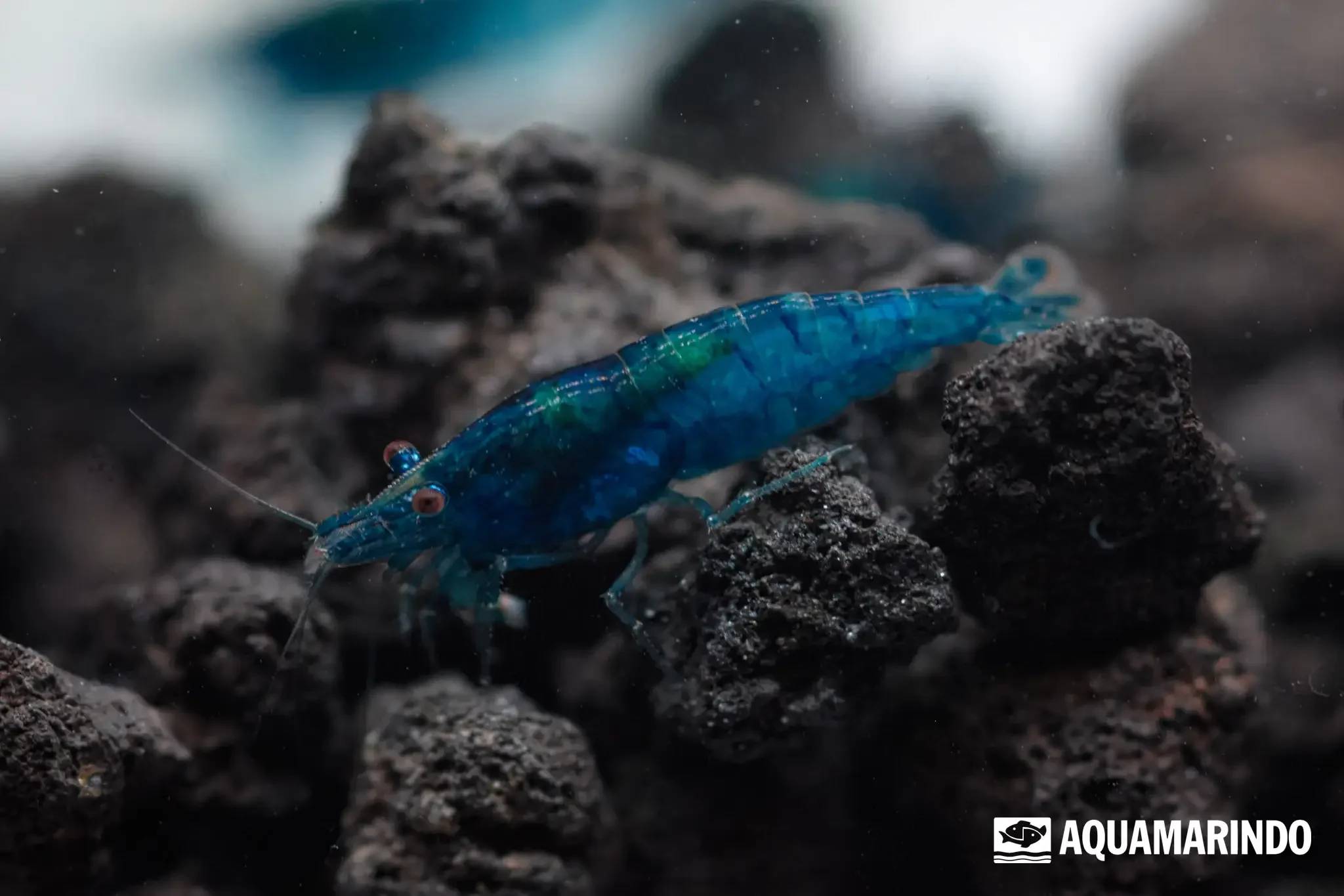 Blue velvet shrimp with a rich, velvety blue color