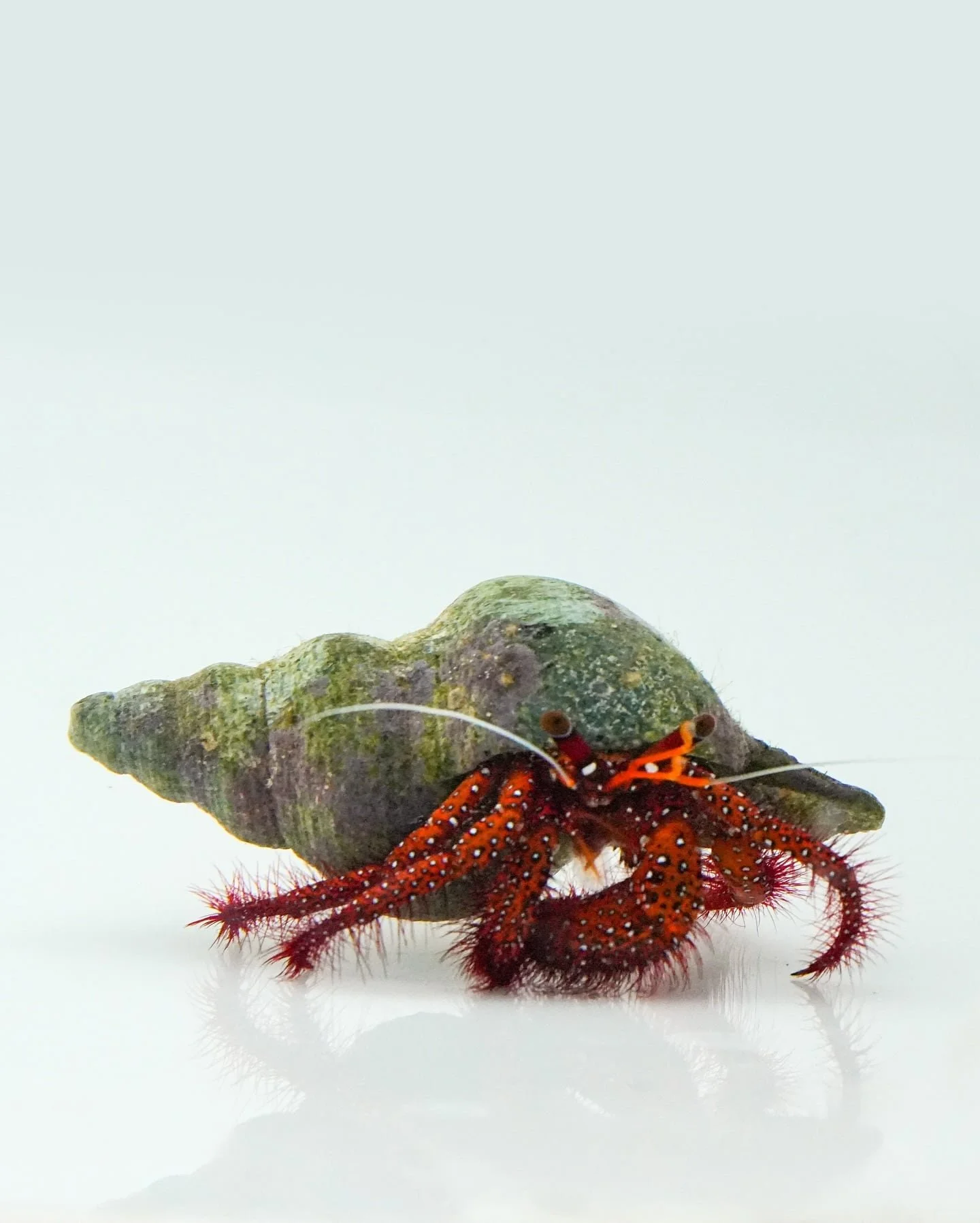 Spotted Orange Hermit Crab (Dardanus megistos)