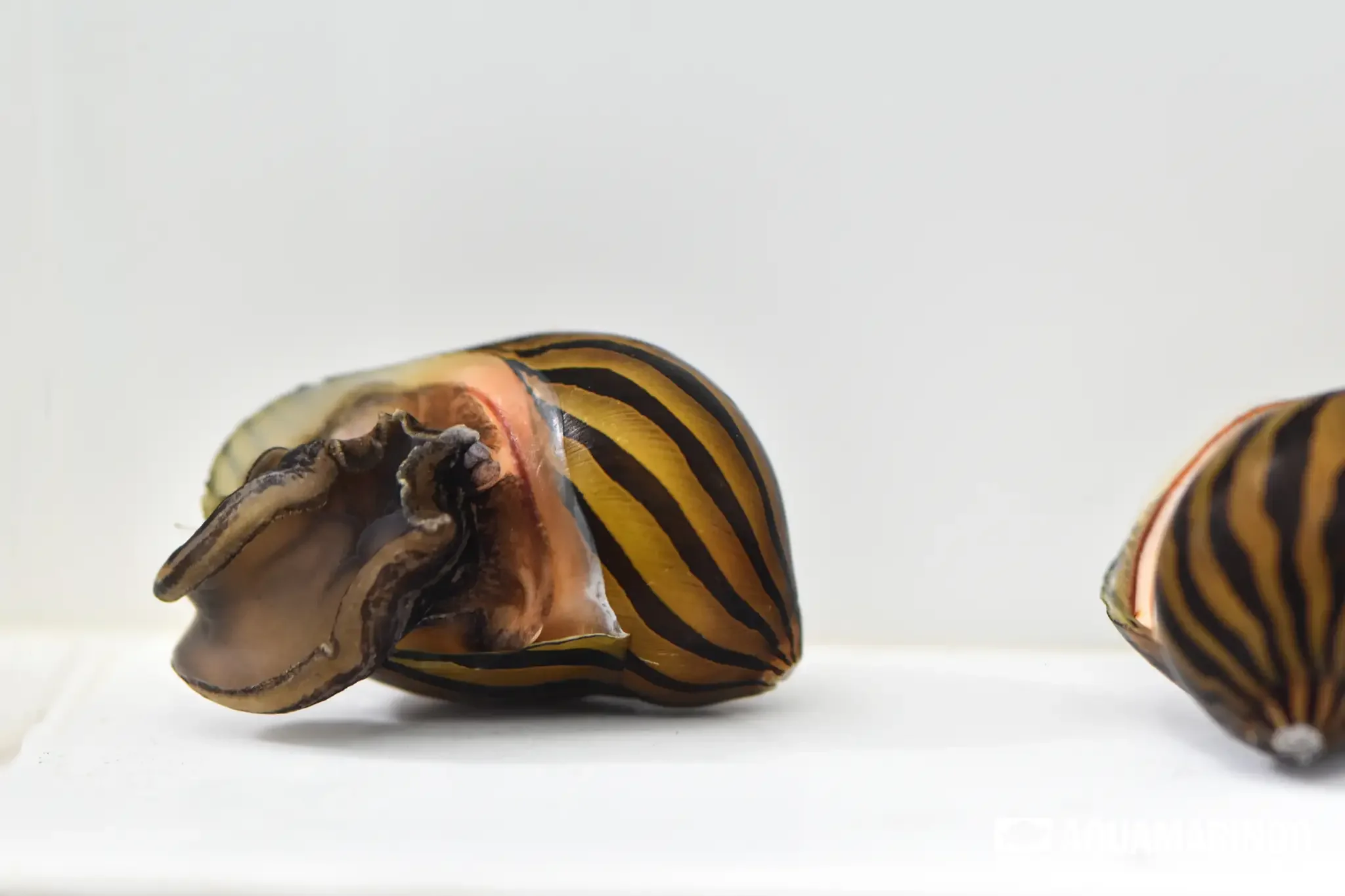 Zebra nerite snail with a striped shell