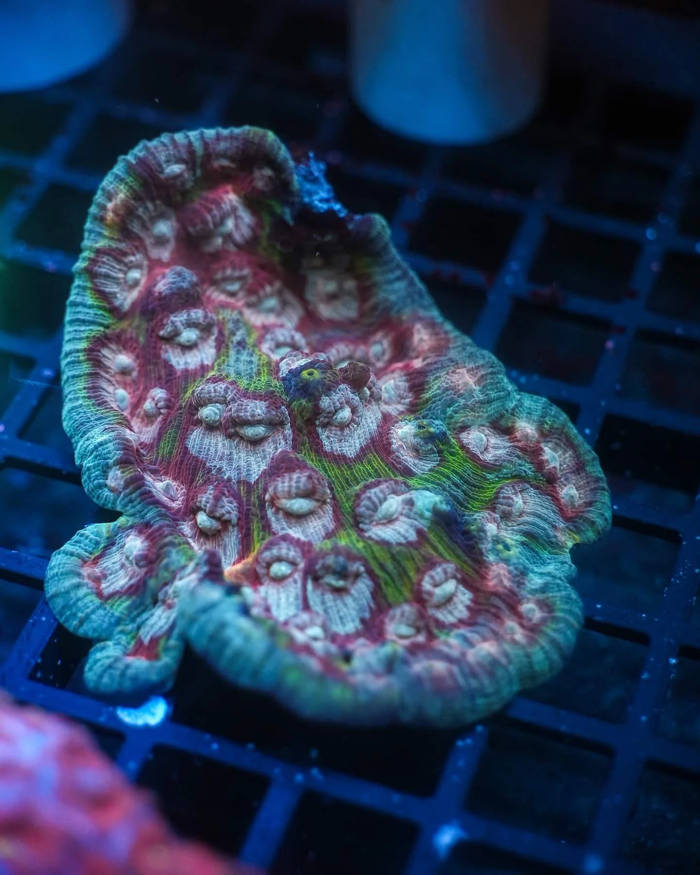 Green Mummy Eye Chalice (Echinophyllia sp.)