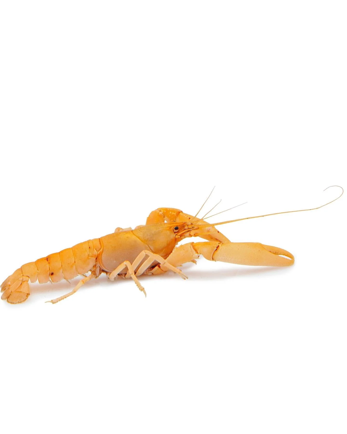 Mexican dwarf crayfish, a small freshwater crayfish for aquariums