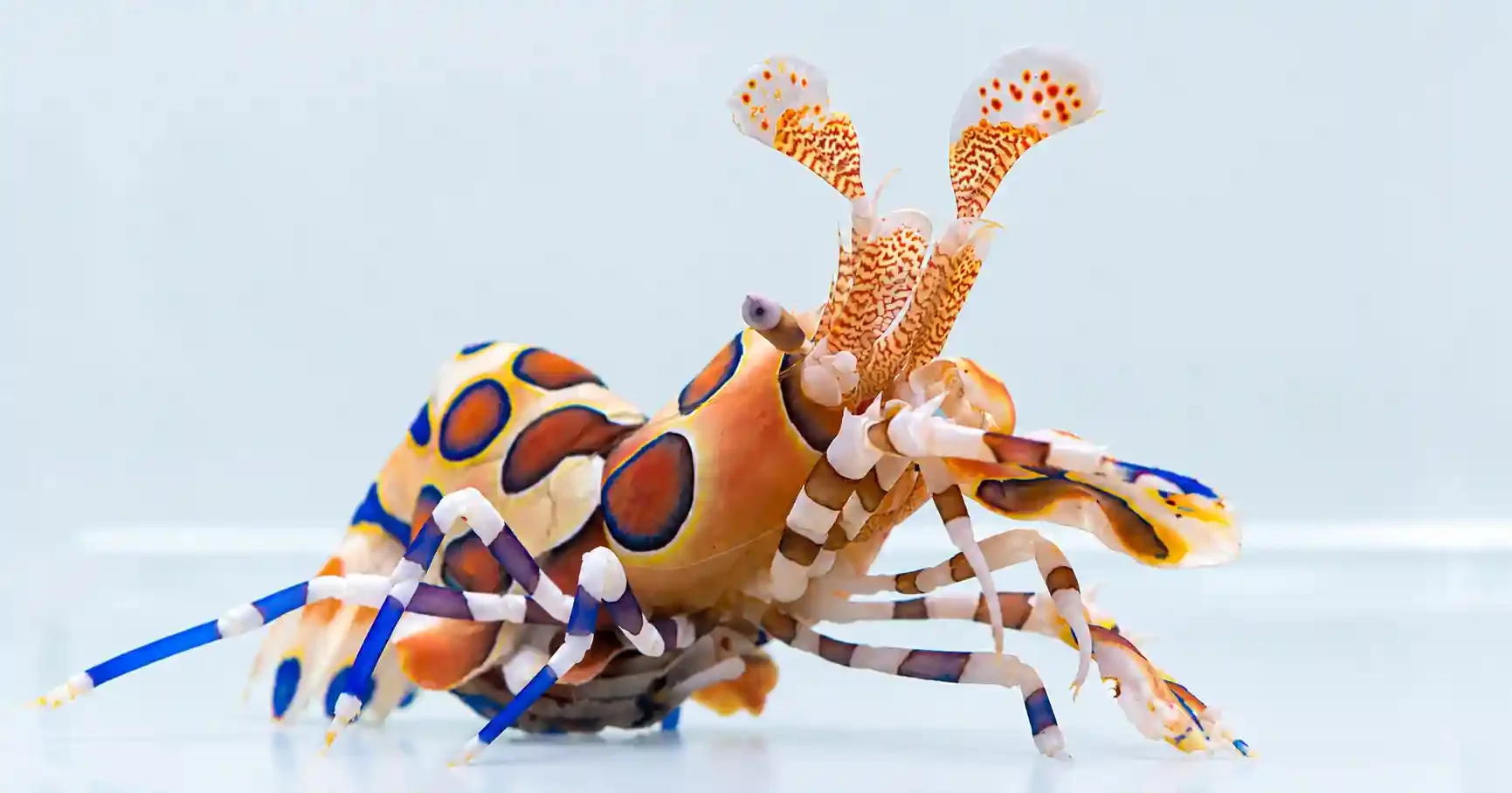 Harlequin shrimp (Hymenocera elegans), a marine shrimp