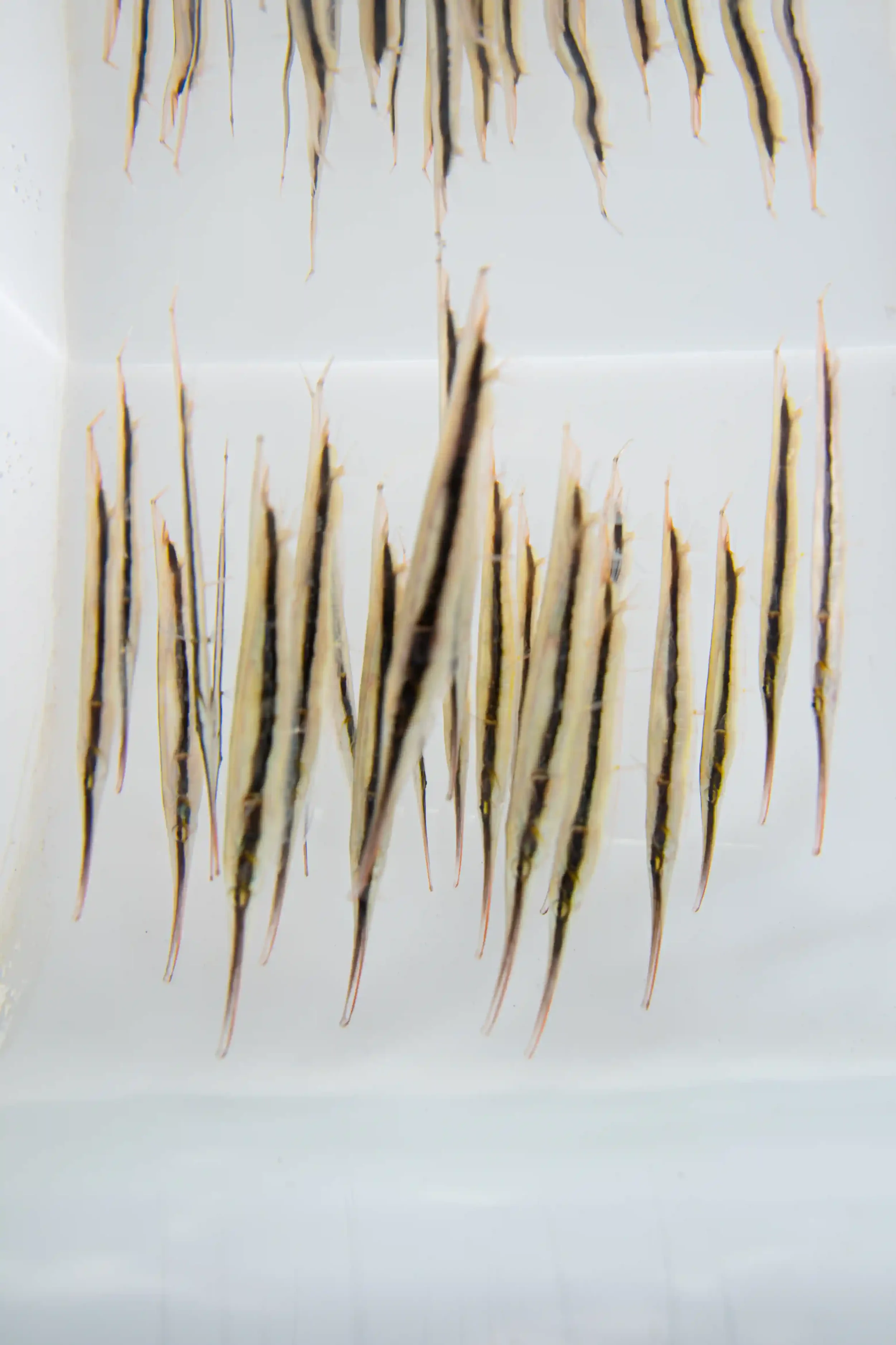Striped shrimpfish, a slim fish known for swimming head-down