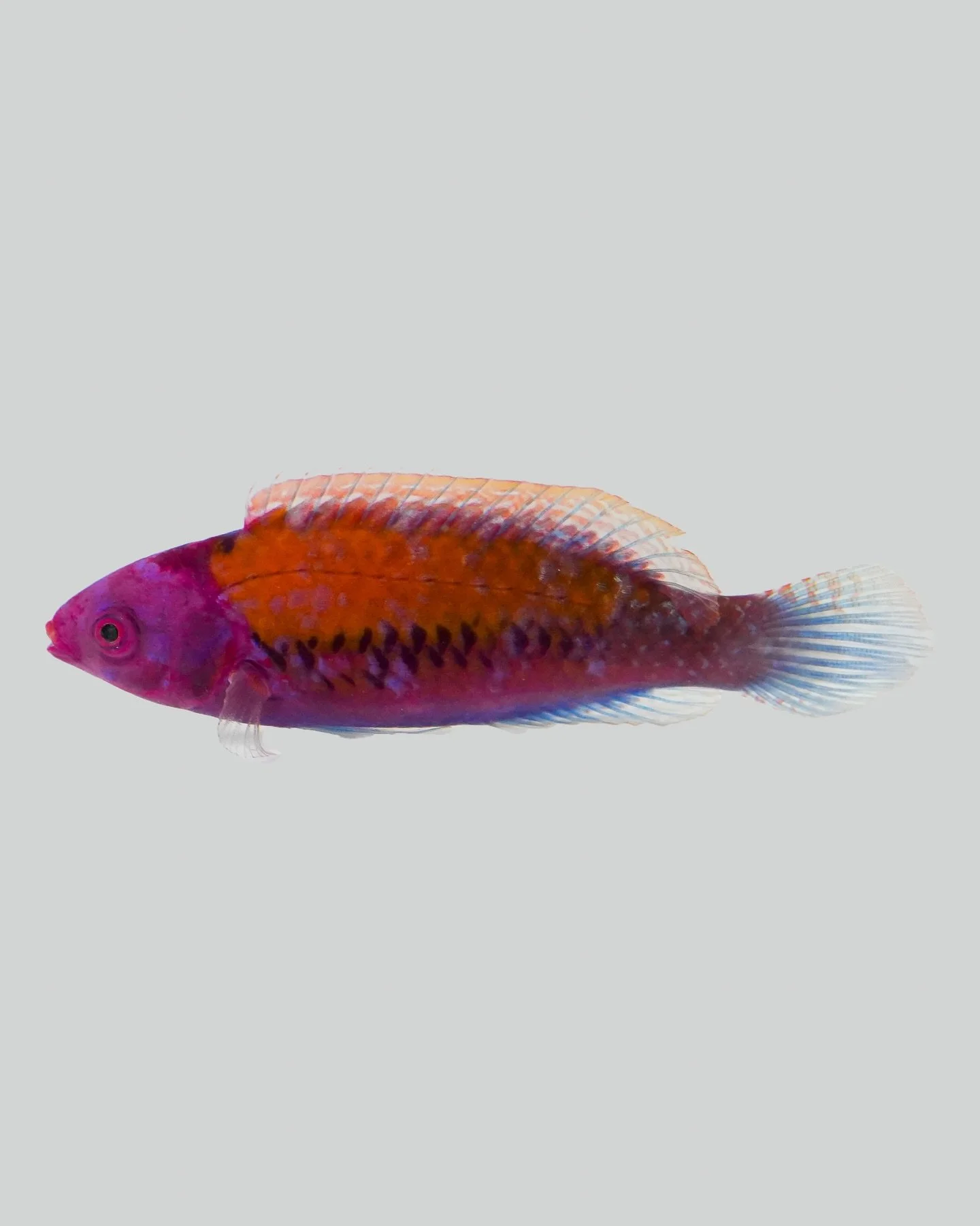 Orange-back fairy wrasse (Cirrhilabrus aurantidorsalis) with an orange-toned back