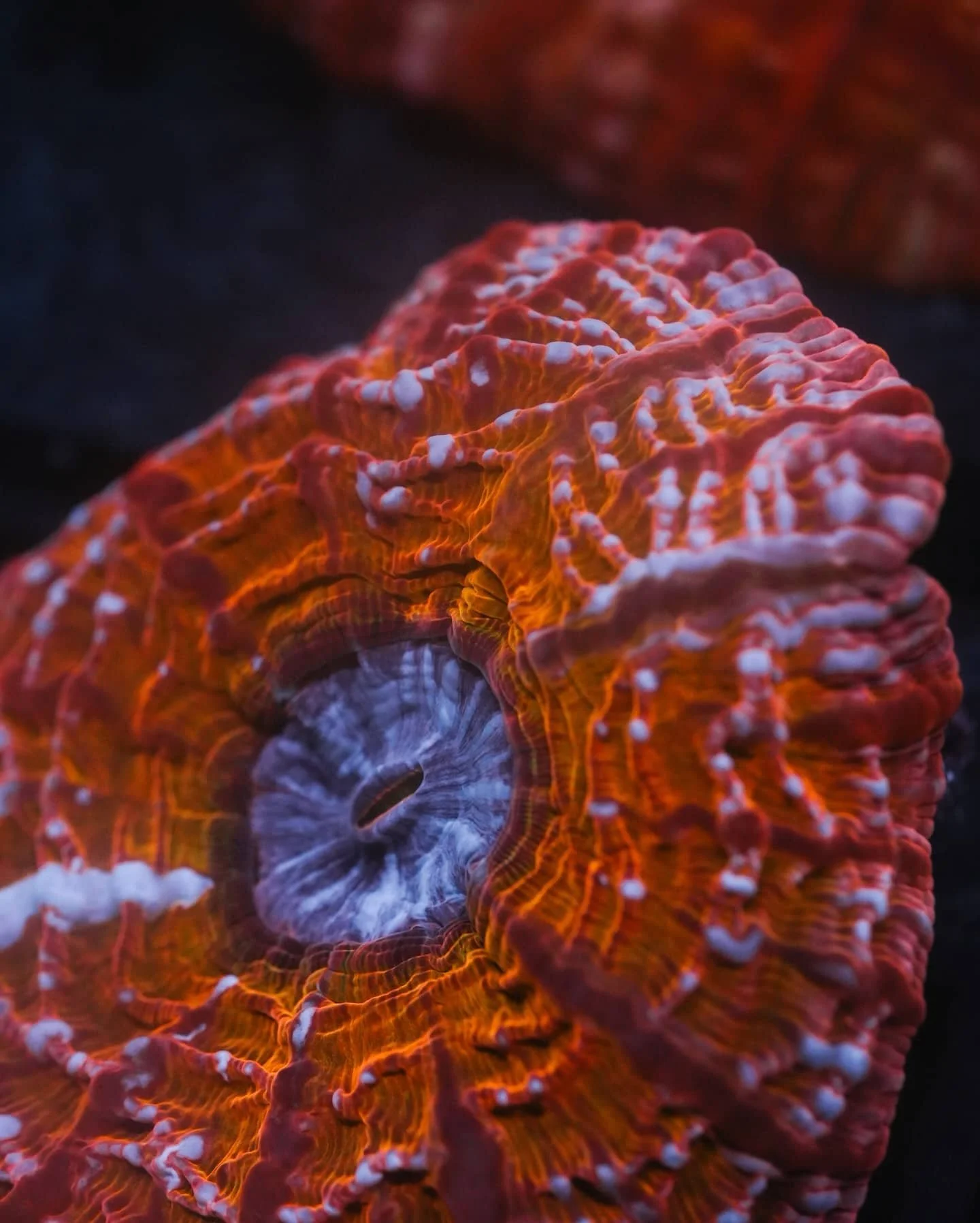 Indophyllia macassarensis