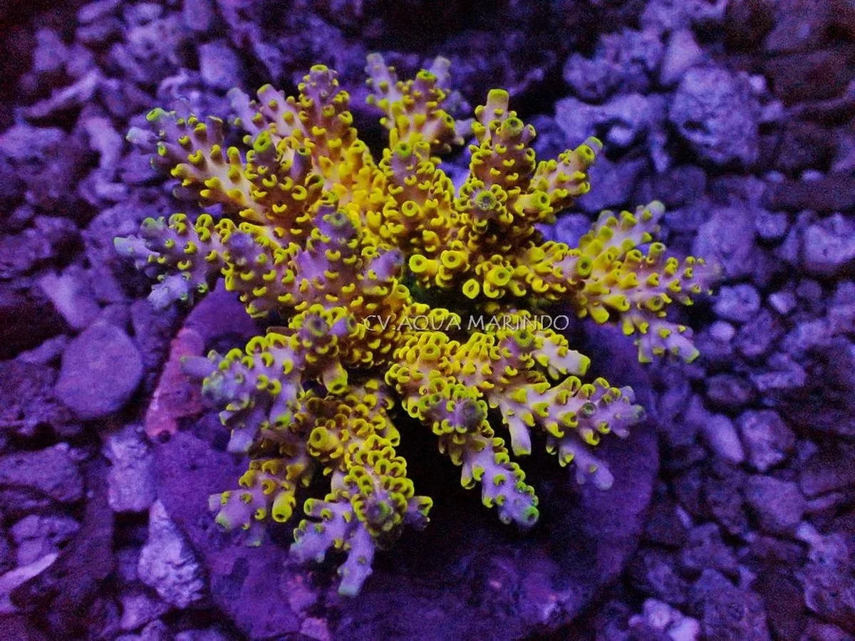 Pikachu Acropora, a small polyp stony (SPS) coral