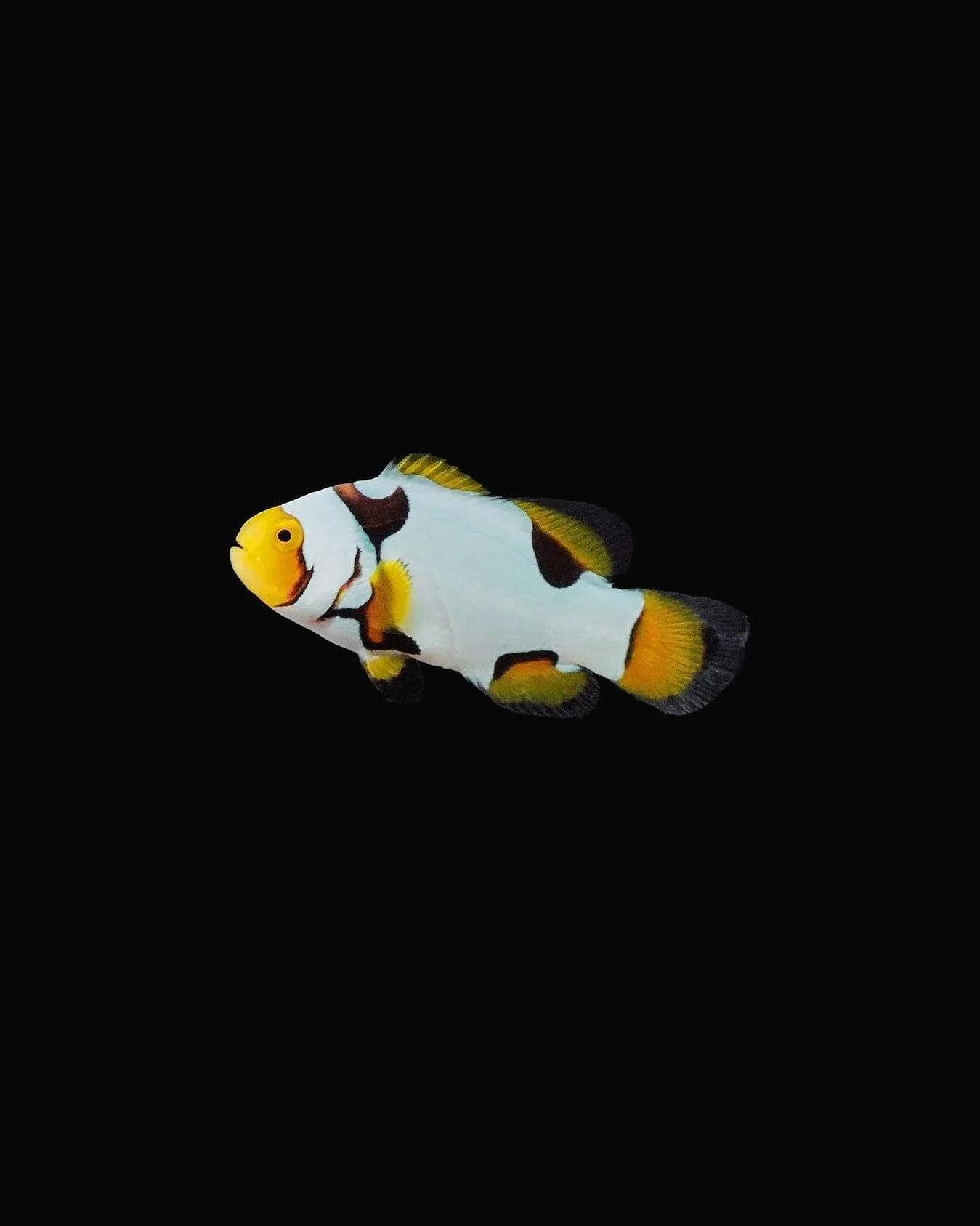 Snowflake clownfish with irregular white markings on an orange body