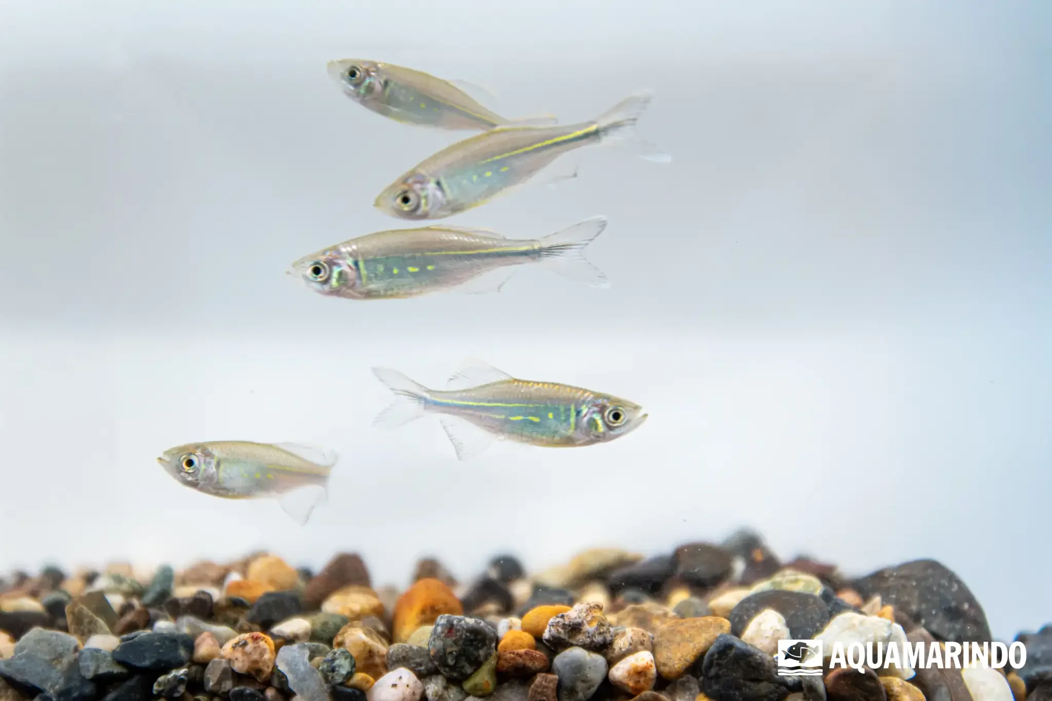Giant danio (Devario aequipinnatus), a large active freshwater danio