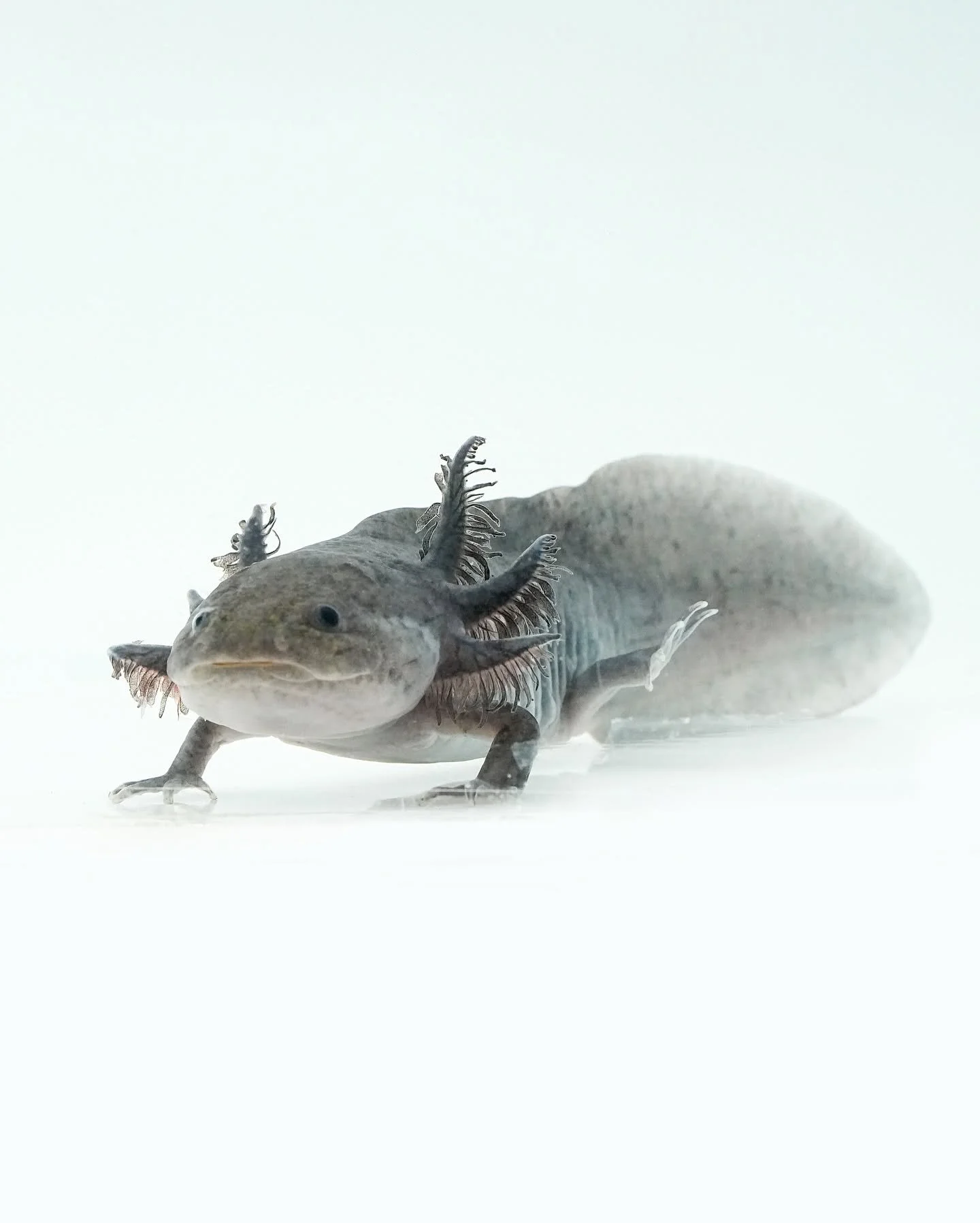 Axolotl (Ambystoma mexicanum), a fully aquatic salamander with external feathery gills resting underwater