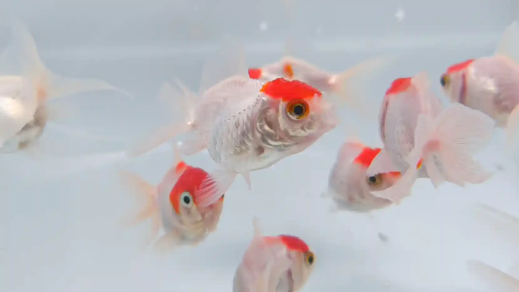 Red cap goldfish with a red crown on its head