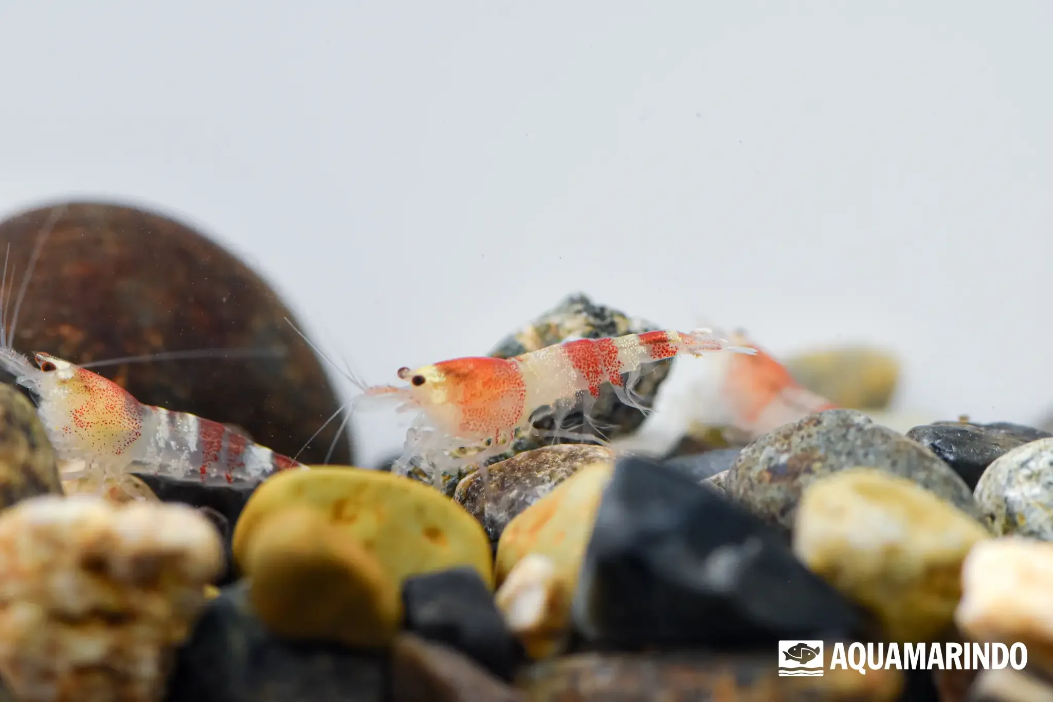 Red crystal shrimp, a red and white banded freshwater shrimp