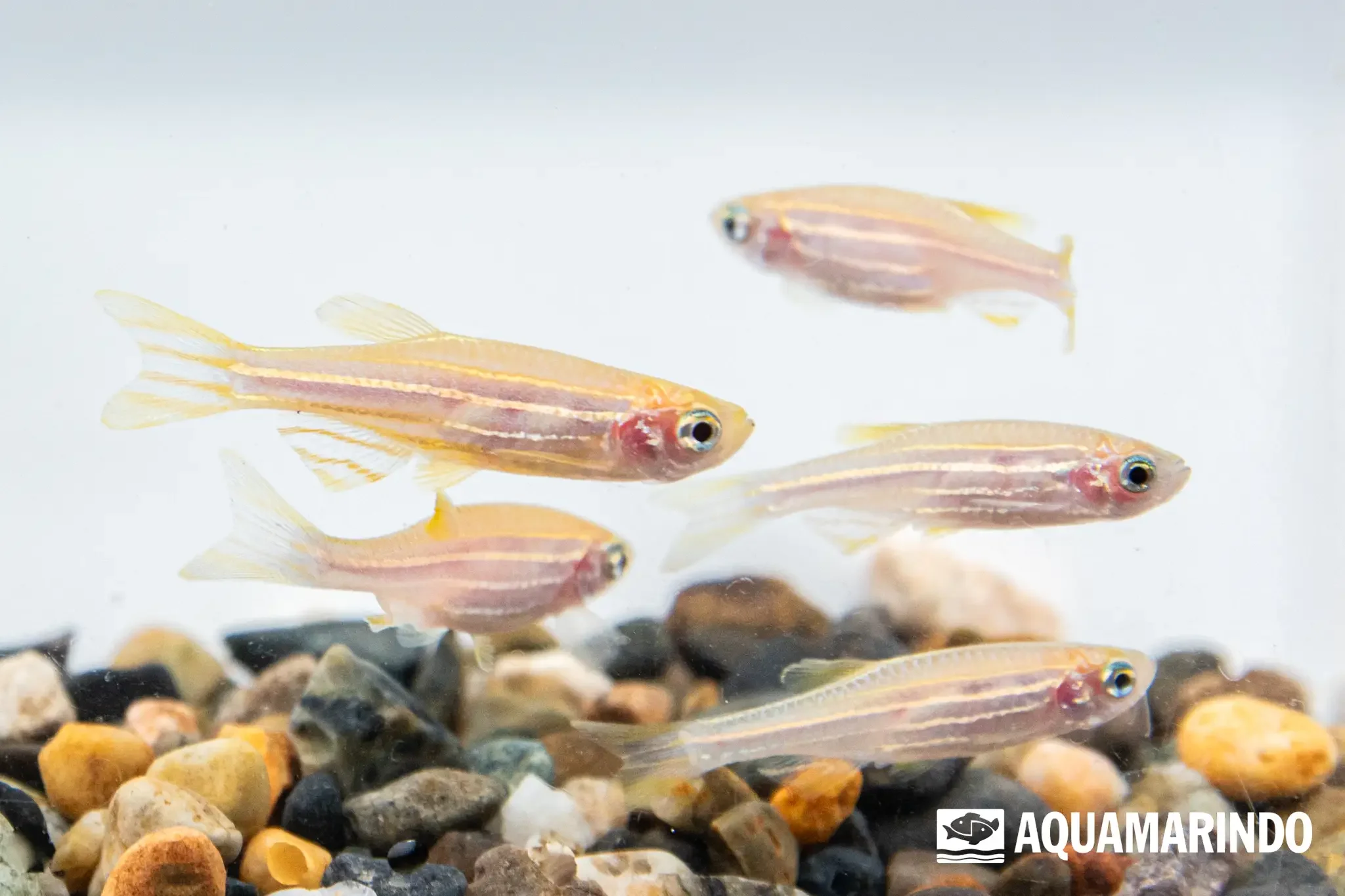 Golden zebra danio (Danio rerio), a golden color variant of the zebra danio