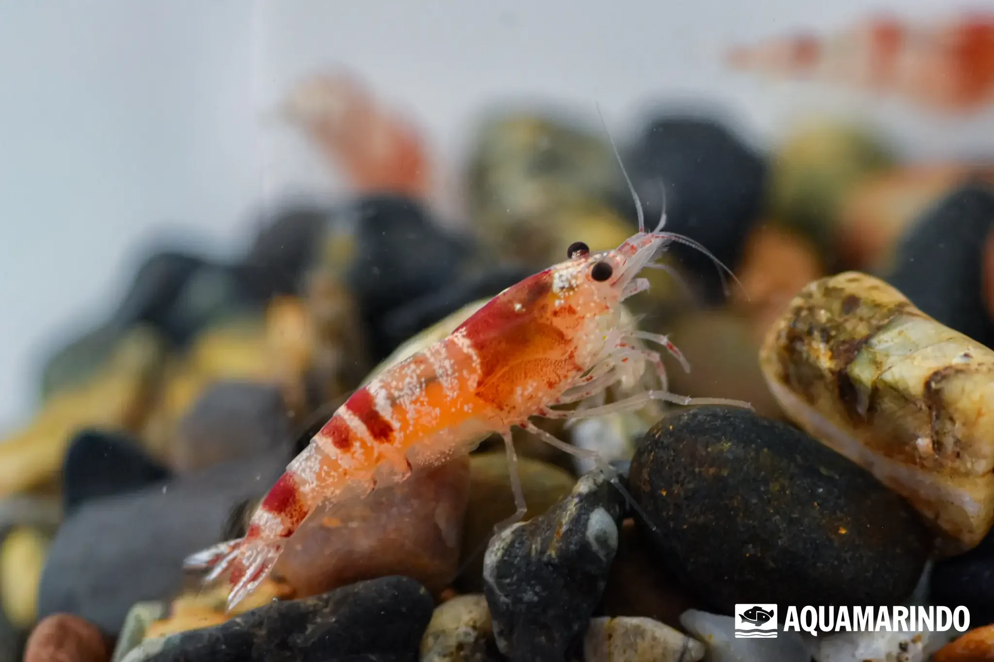 Hinomaru bee shrimp, a white shrimp with a red patch near the tail
