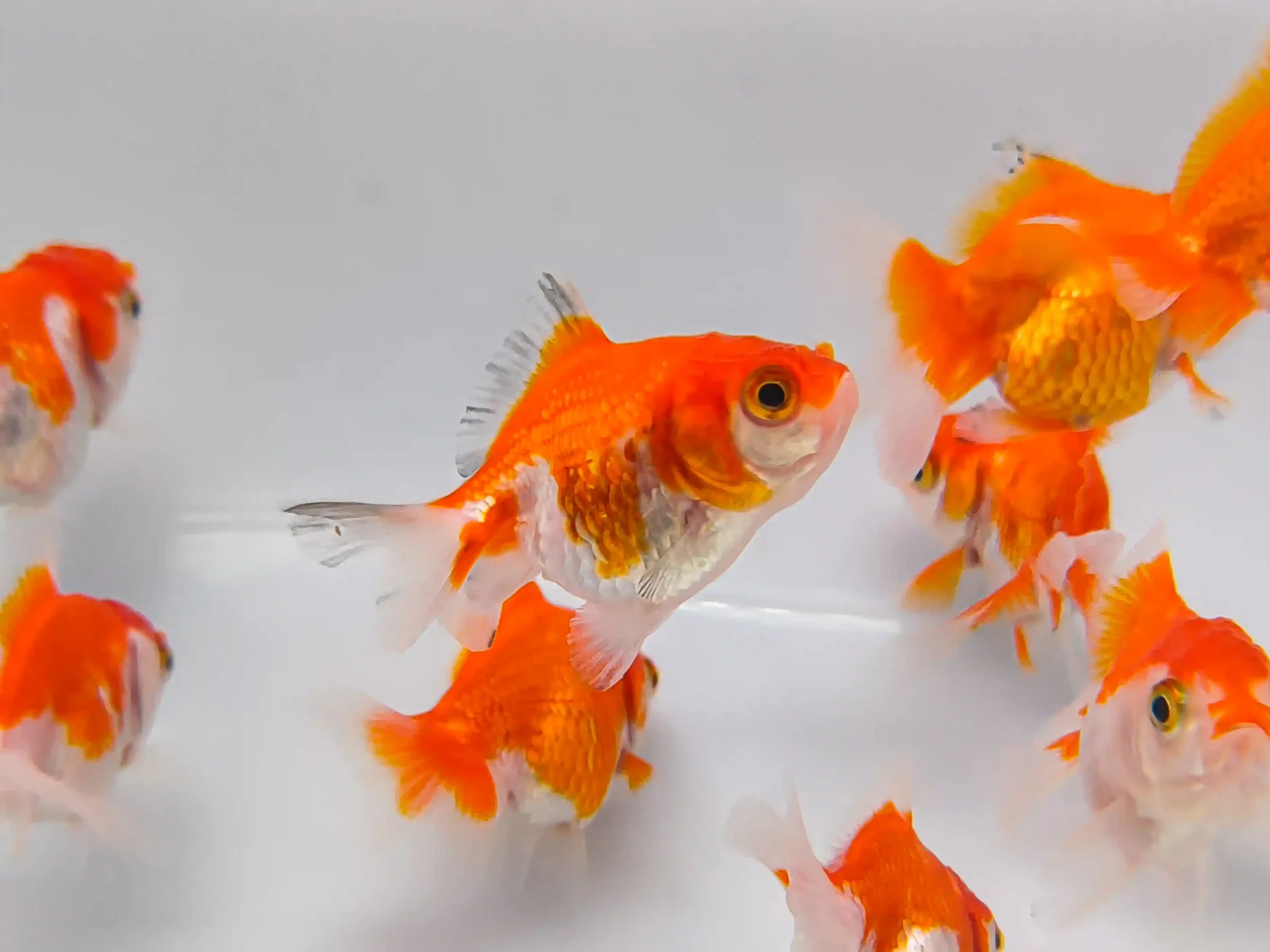 Red and white fantail goldfish with a flowing double tail