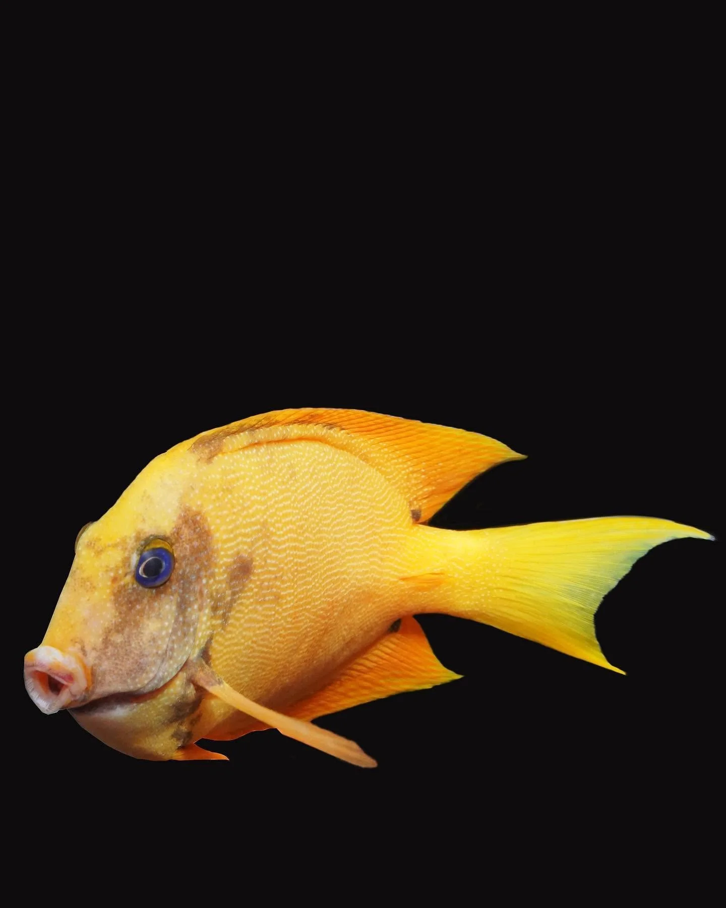 Aberrant tang with an unusual, irregular color pattern