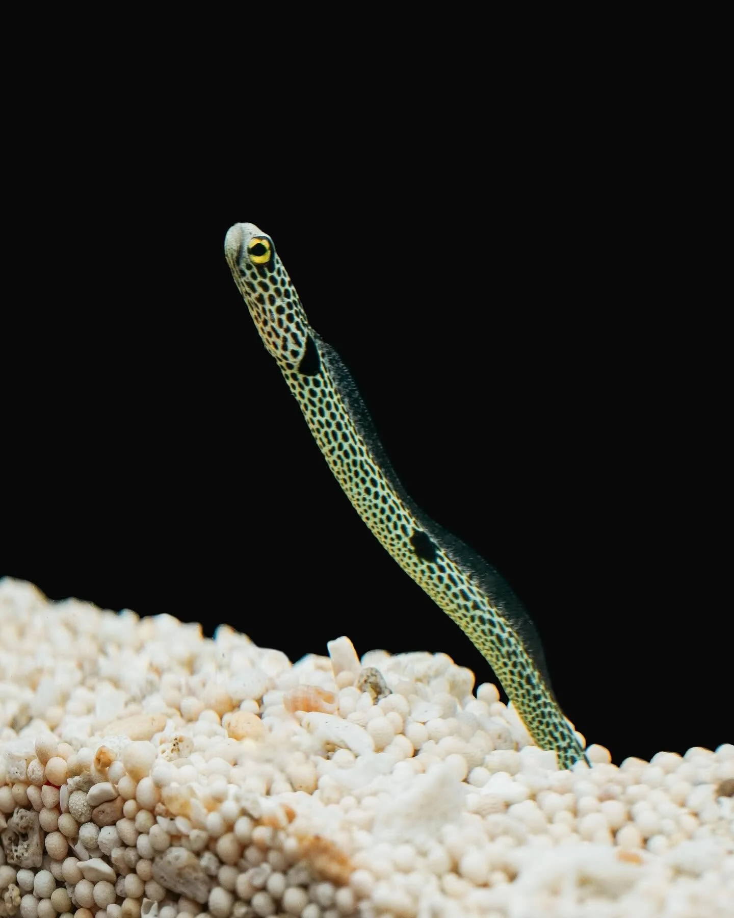 Spotted garden eel, a slender eel that lives in sandy burrows