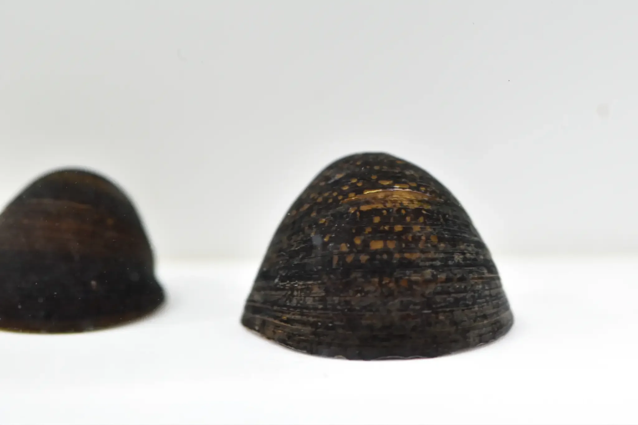 Red lips snail, a freshwater snail with red-toned lips