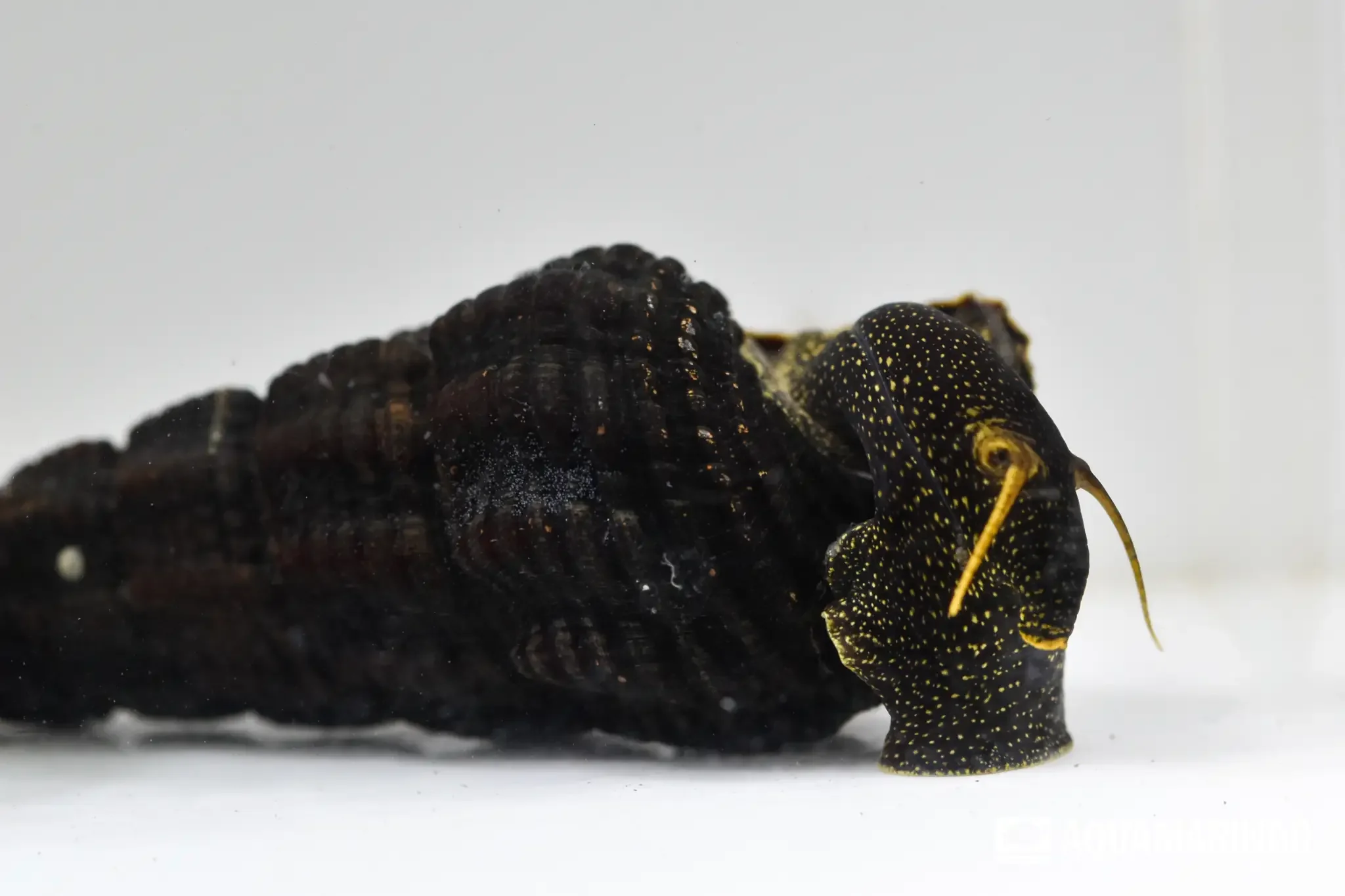 Yellow antenna snail with bright yellow antennae