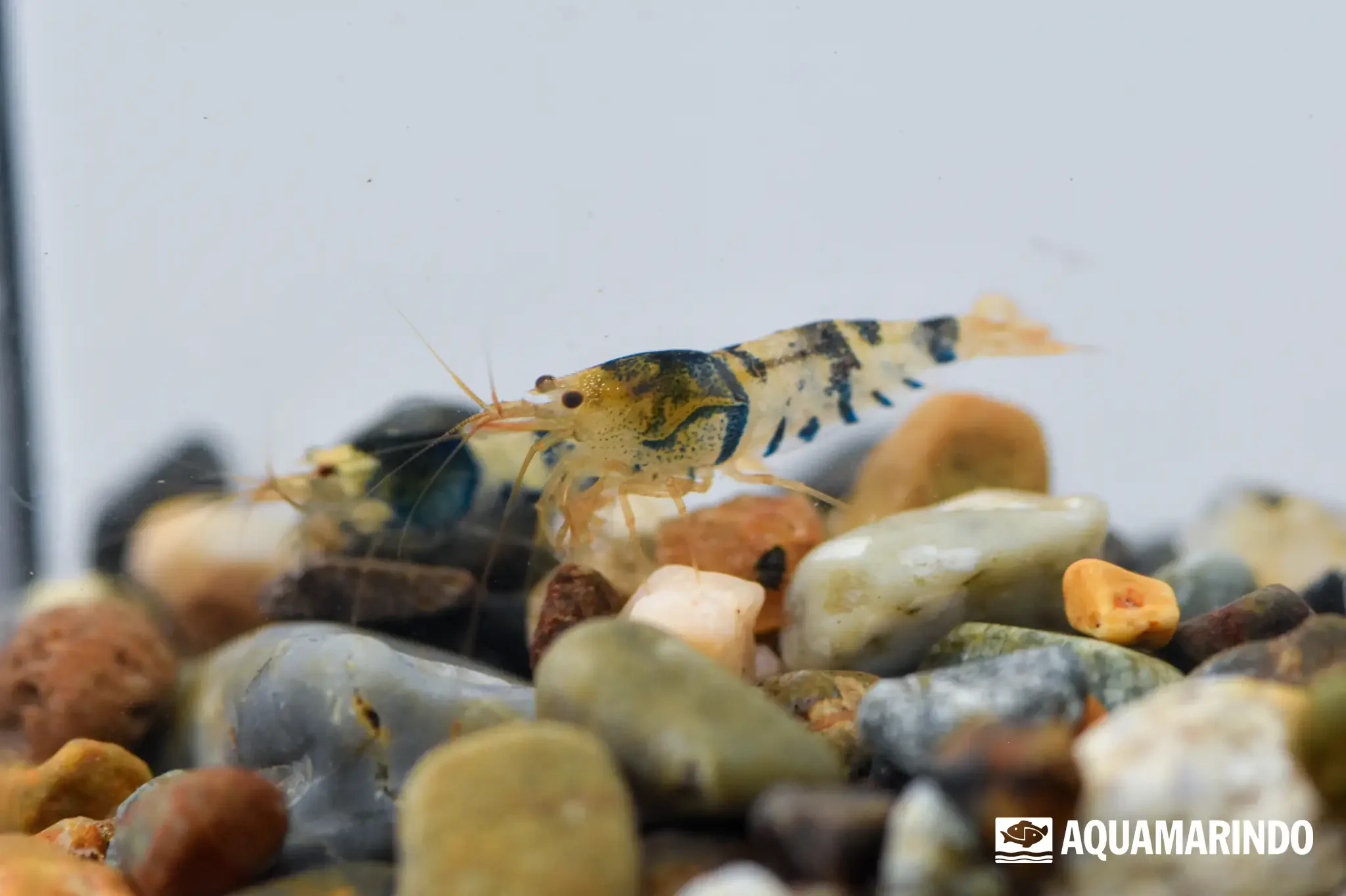 Pensy black tiger shrimp, a dark tiger shrimp variety