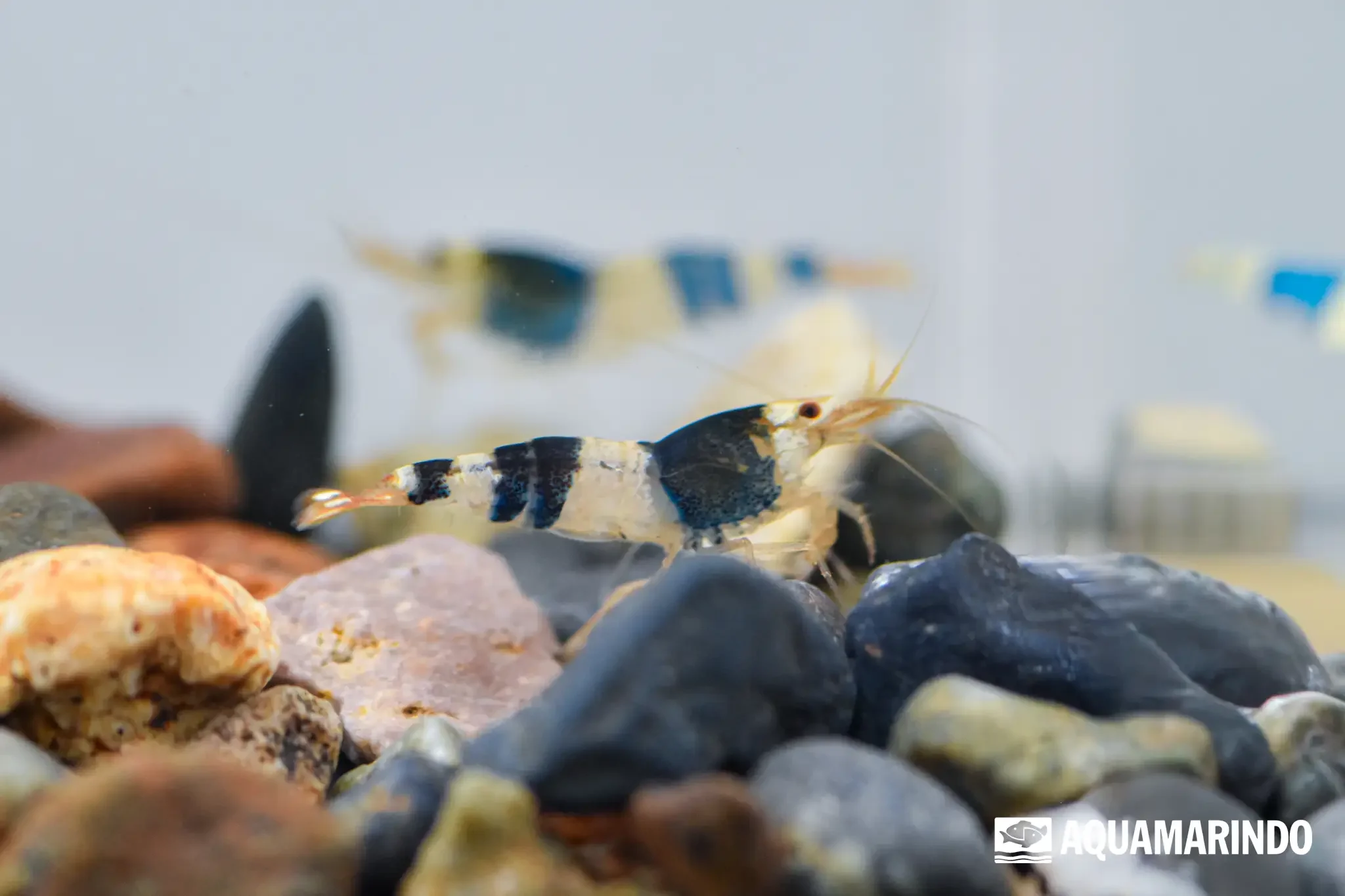 Black bee shrimp with black and white bands