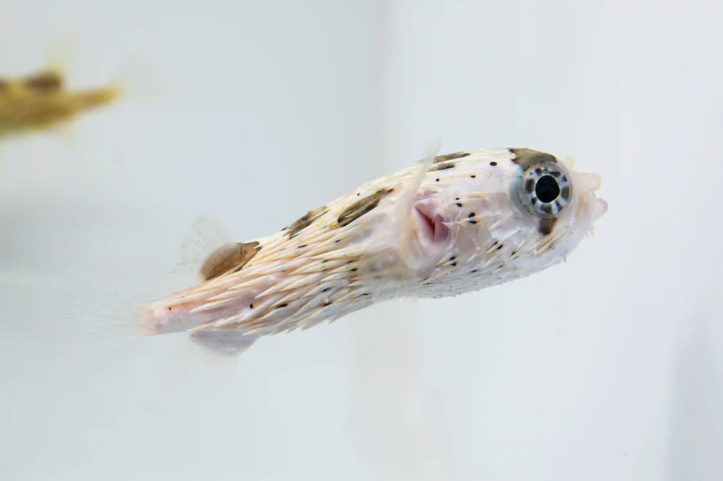 Fugu pufferfish with a rounded body