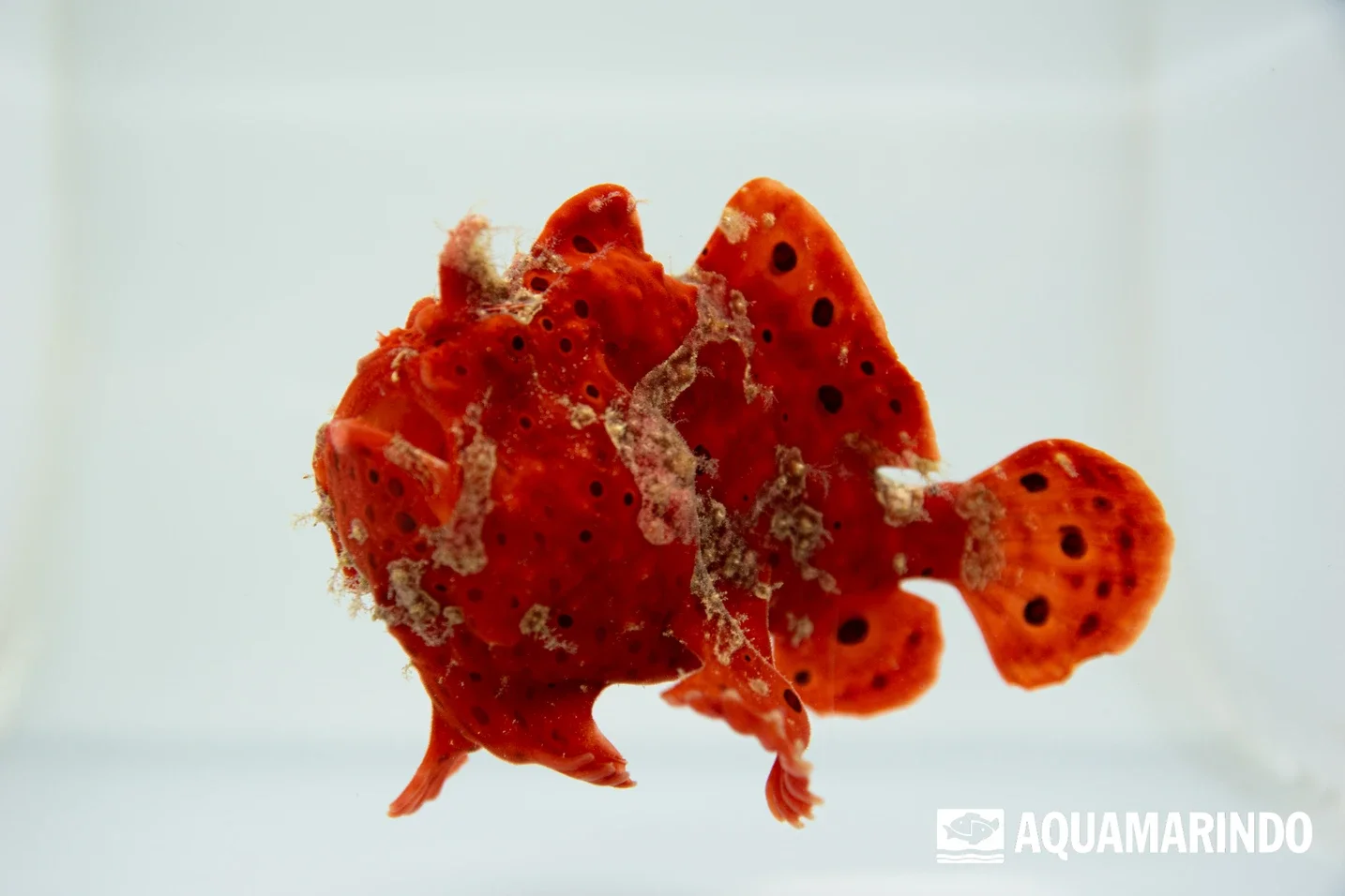 Frogfish, a marine ambush predator that walks on its fins
