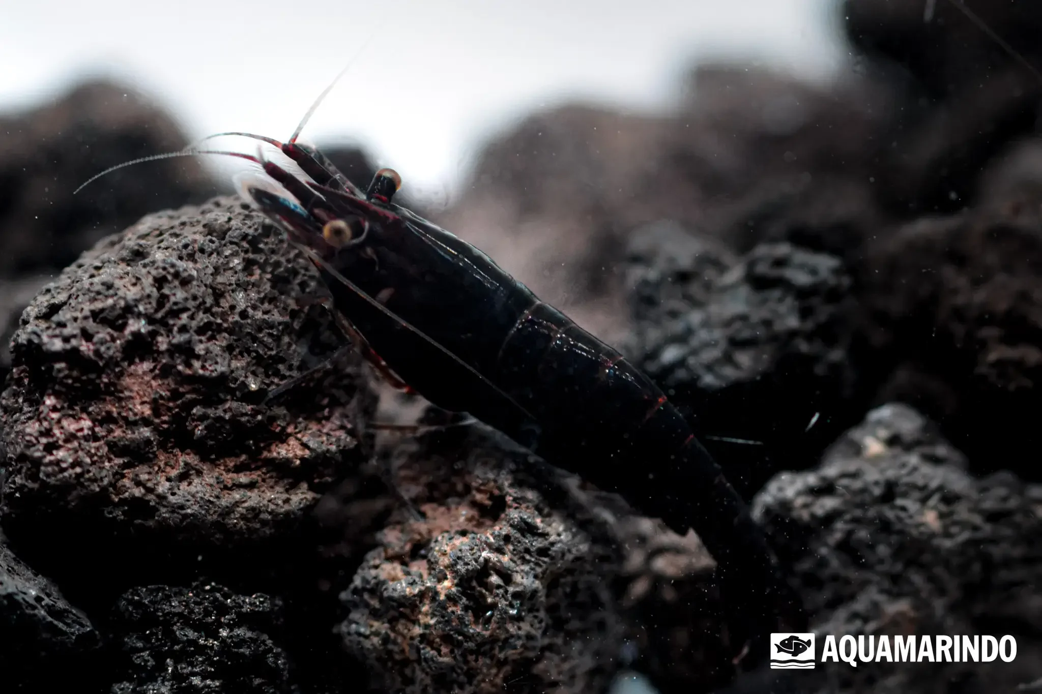 Black velvet shrimp with a dark, velvety body