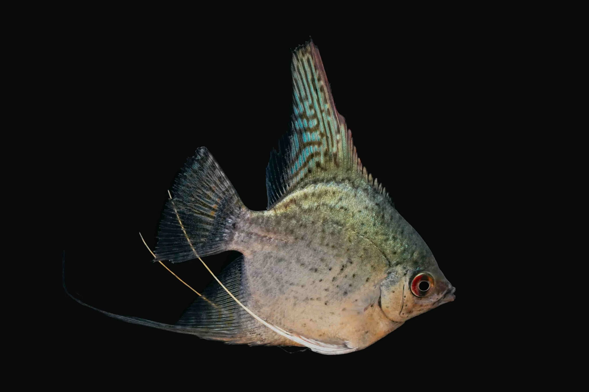 Blue Leopard Angelfish
