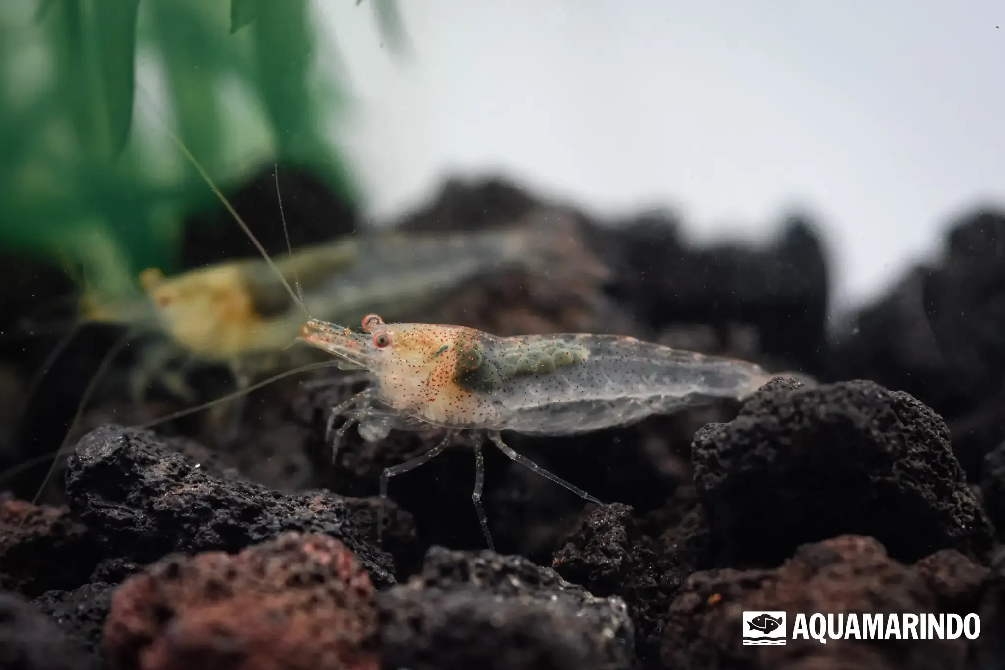 Amano shrimp, a freshwater aquarium algae eater