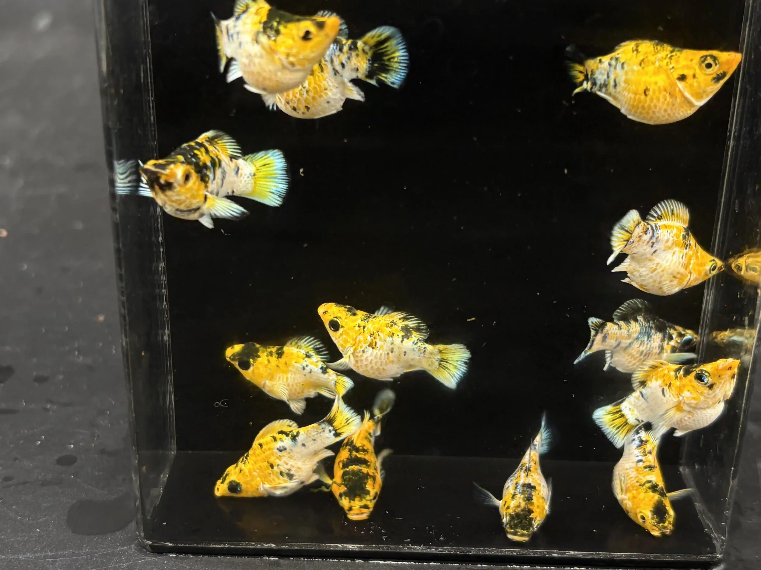 Female Pikachu molly, a colorful molly variety