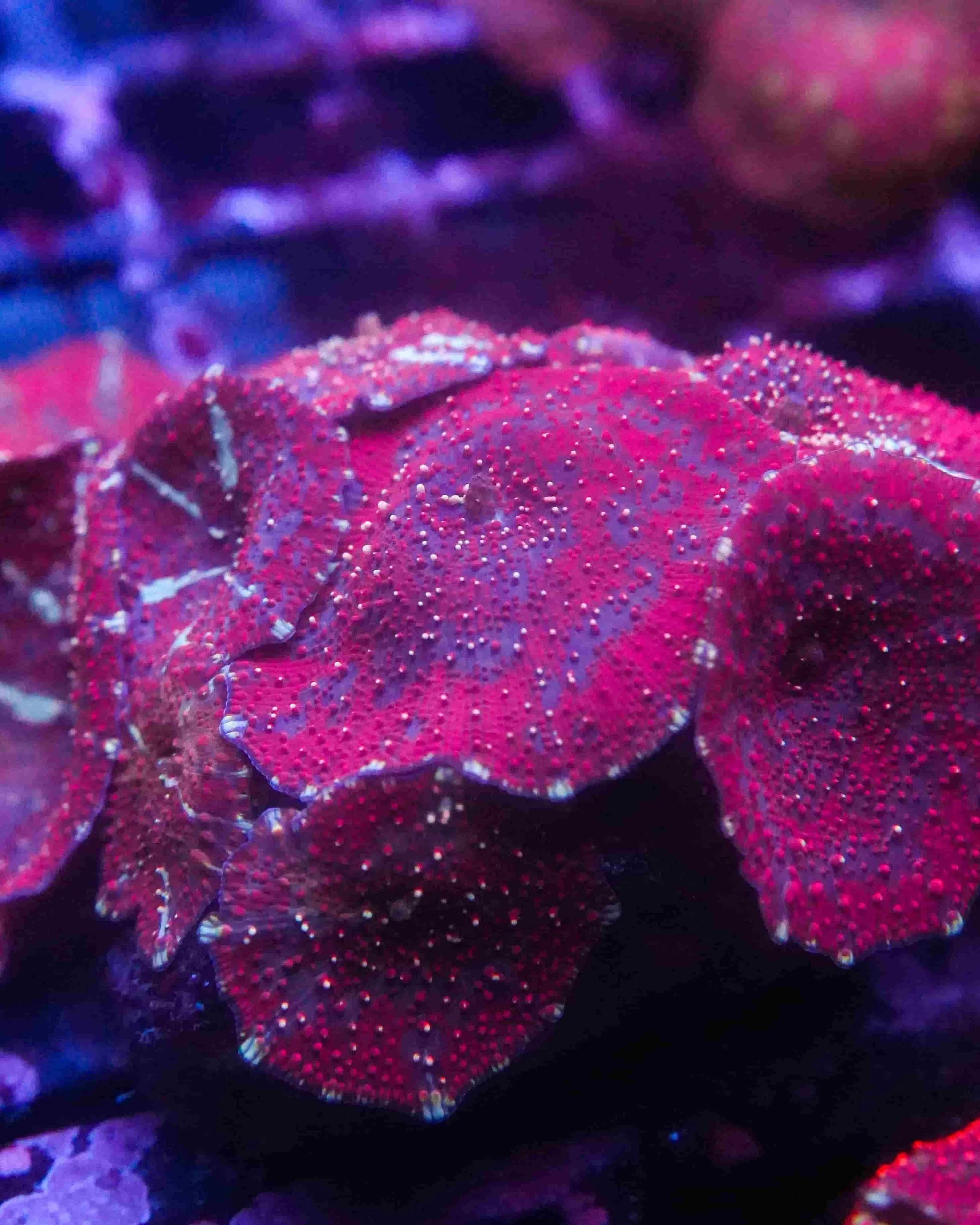 Discosoma Corallimorphs, a soft coral or polyp for reef aquariums