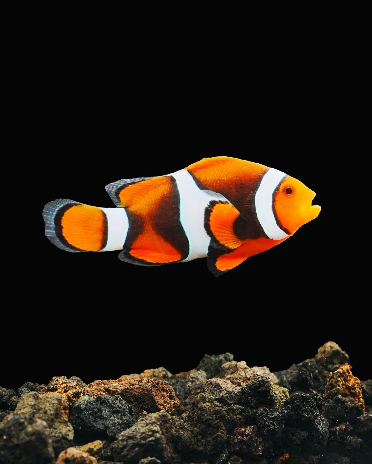 Clownfish with a bright orange body and white bands