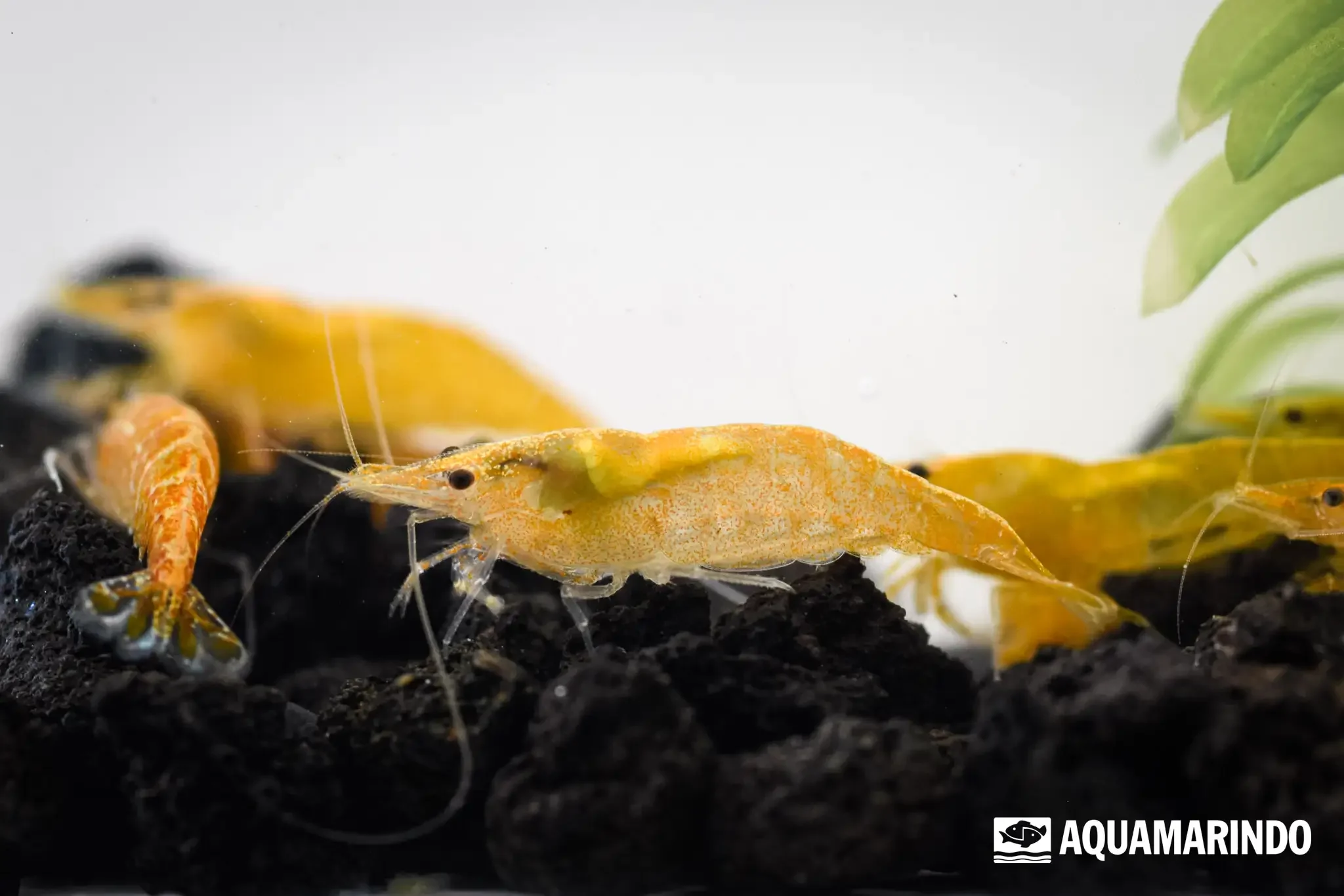 Orange sunkist shrimp with a bright orange body