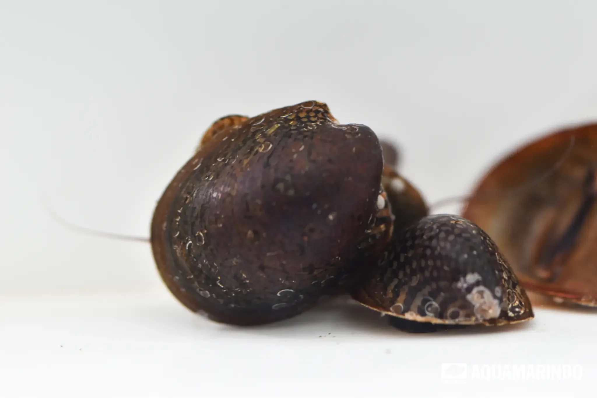 Batman snail, a freshwater snail variety
