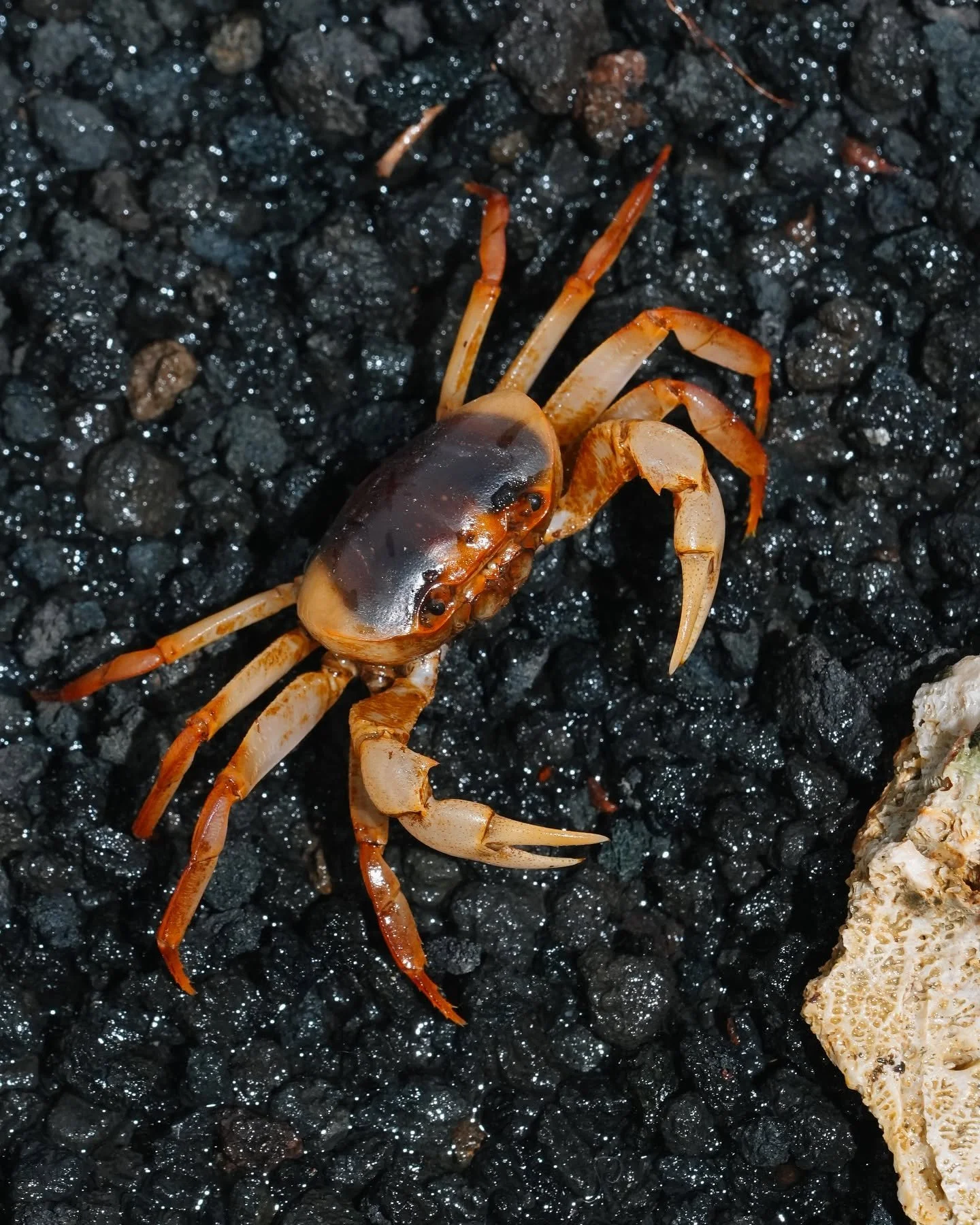 Blackback land crab with a dark shell