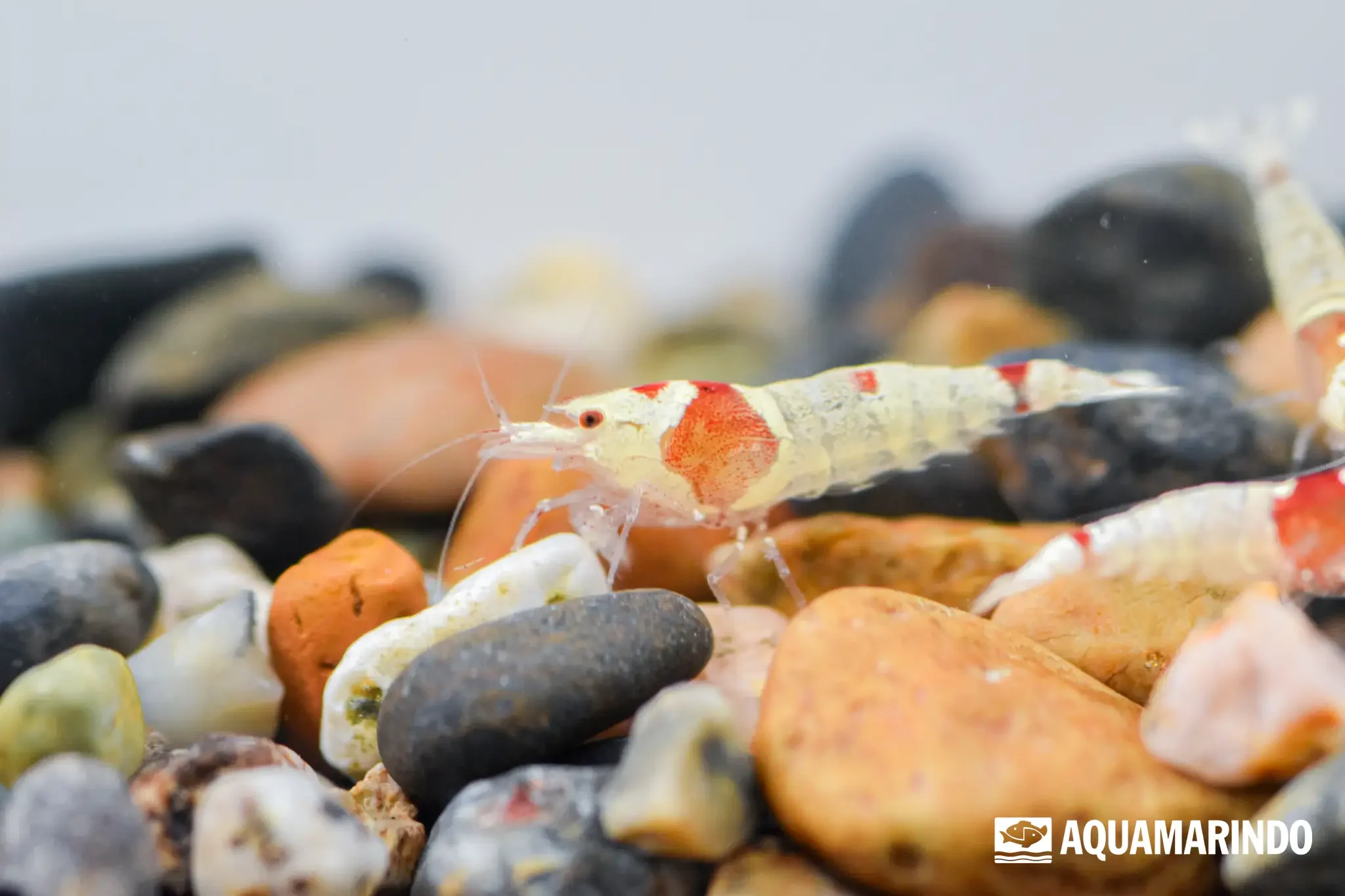 Pure red line shrimp, a white-bodied shrimp with a red line