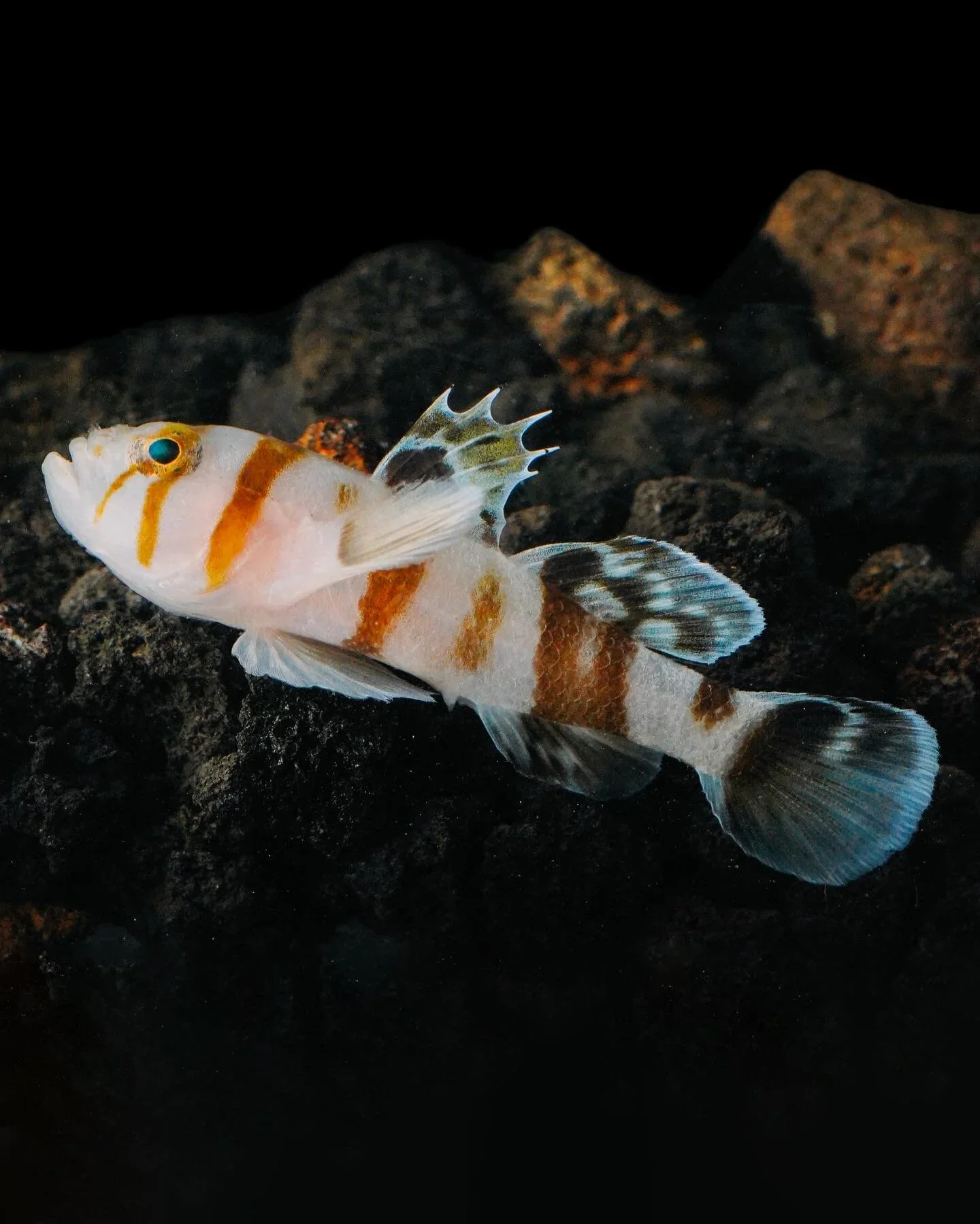 Tiger watchman goby, a striped goby that often shares a burrow with a pistol shrimp