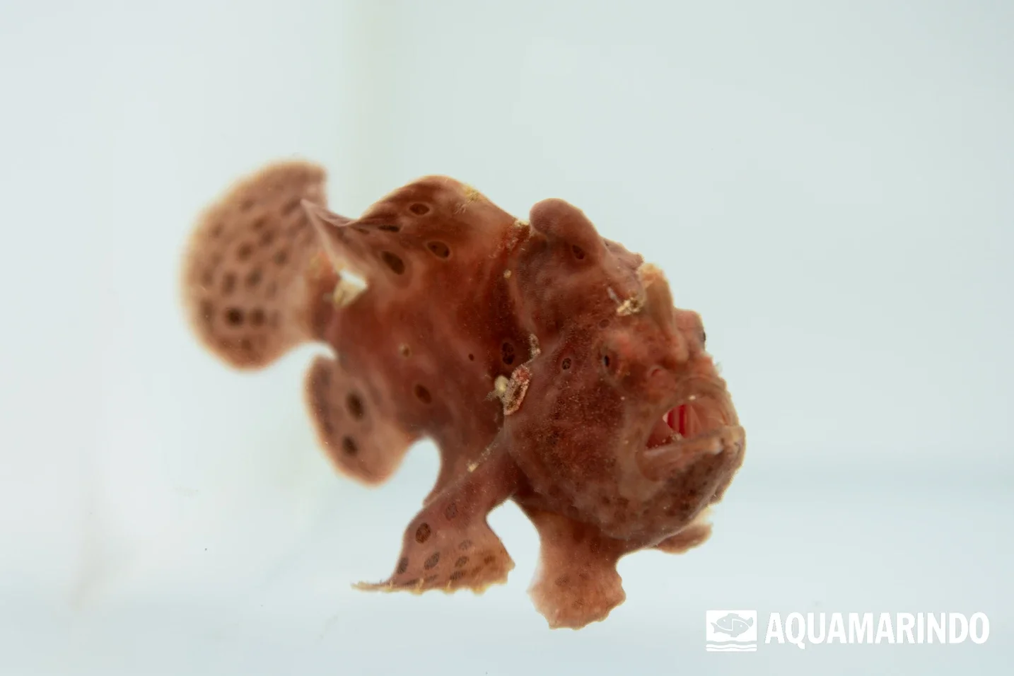 Frogfish, a marine ambush predator with a lure-like fishing rod