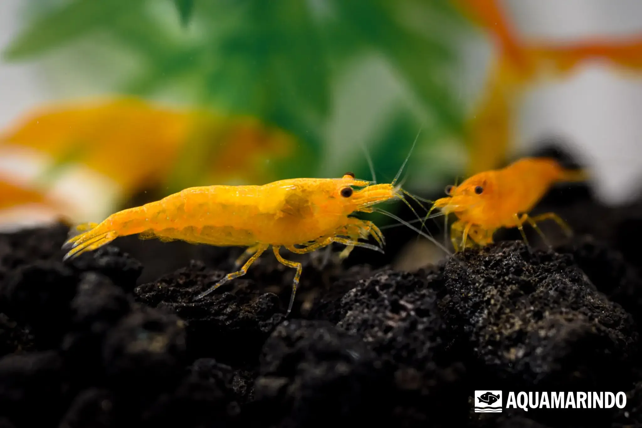 Yellow fire shrimp with a vivid yellow body