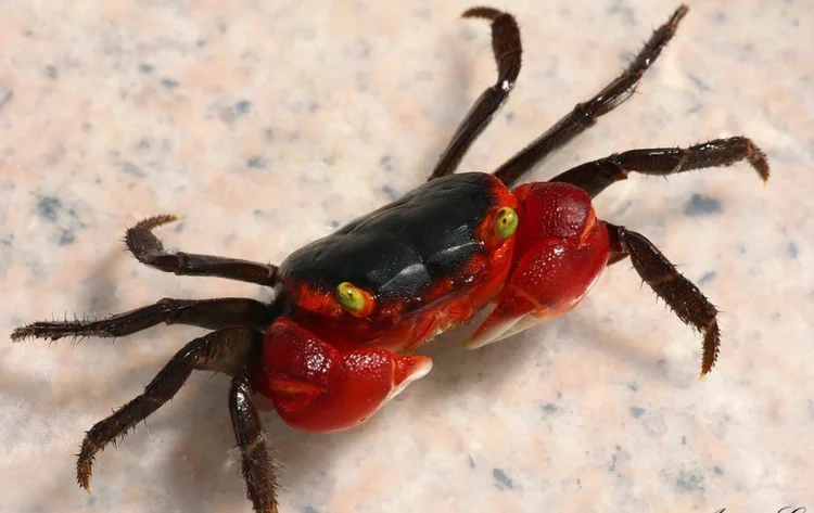 Apple crab, a compact freshwater crab