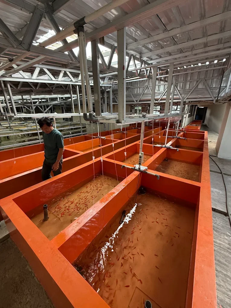 Aquariums and concrete ponds used for holding ornamental fish at the Aqua Marindo facility