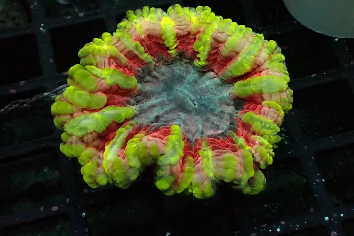 Cynarina lacrymalis (Meat Coral)