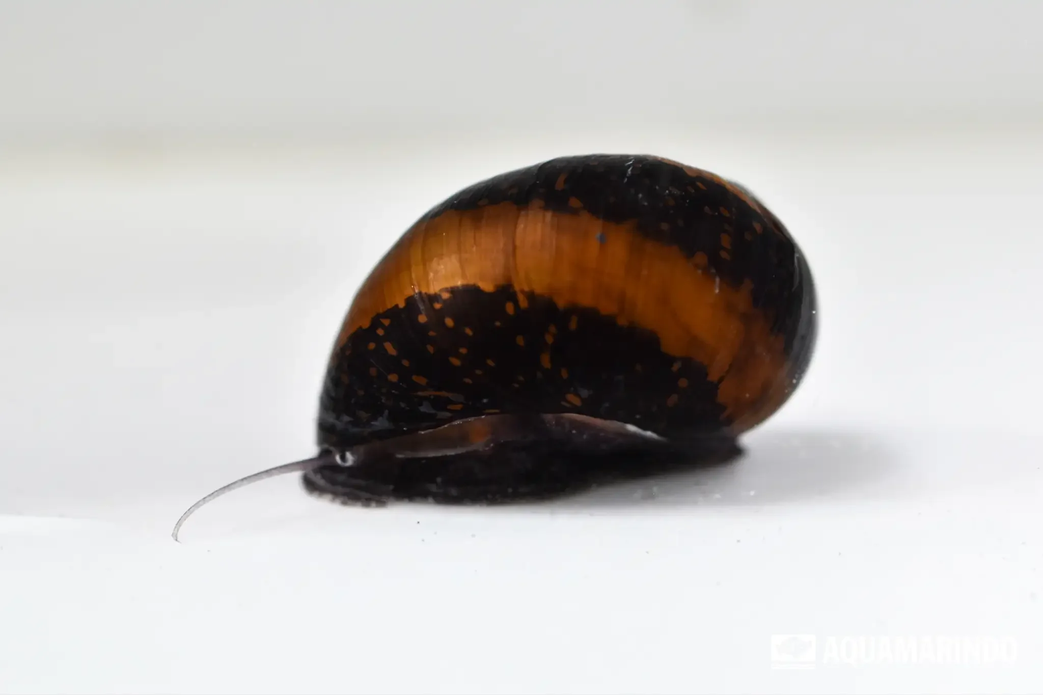 Batik snail with a batik-like patterned shell
