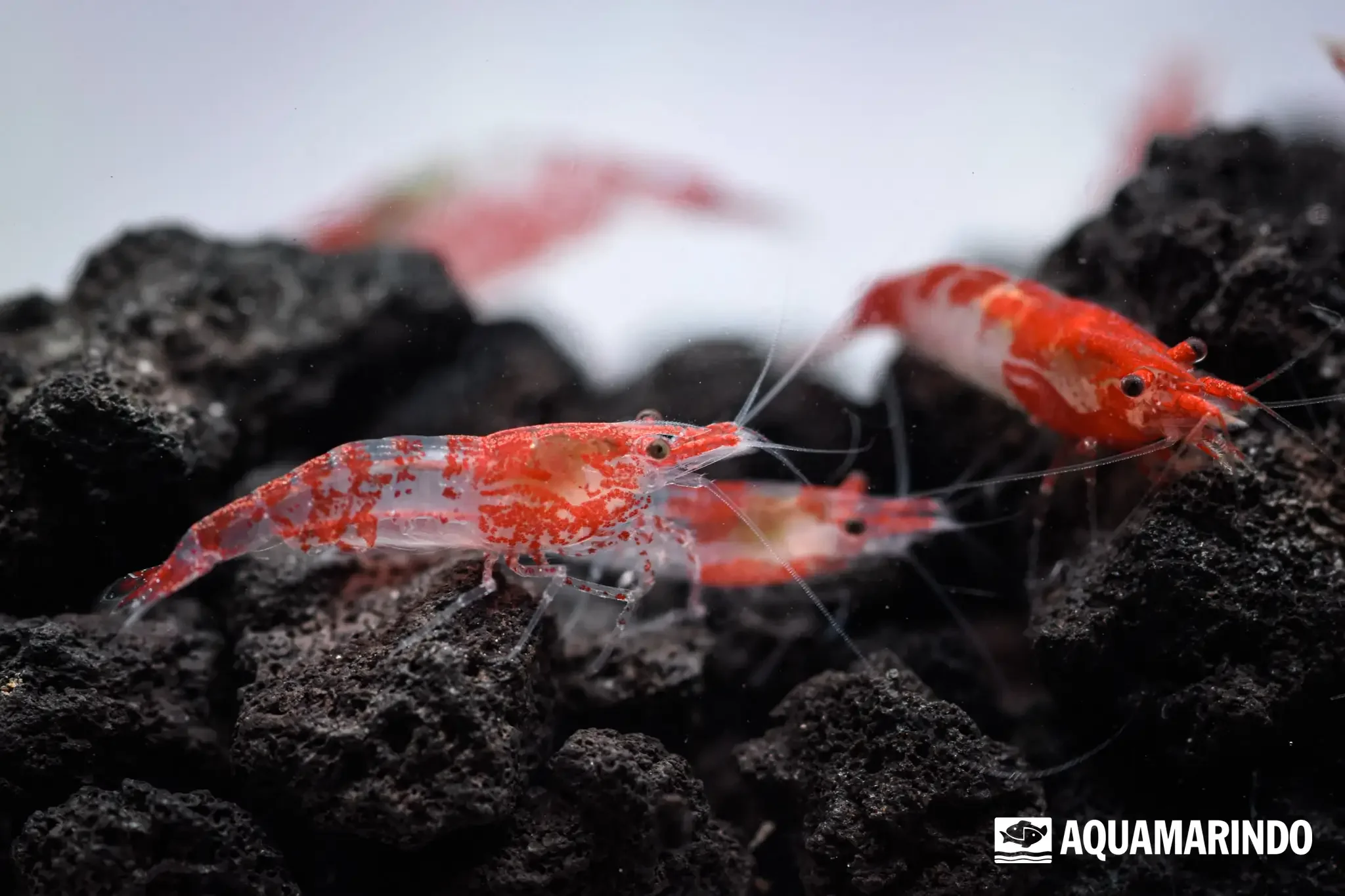 Red rili shrimp, a freshwater shrimp with a partly clear body