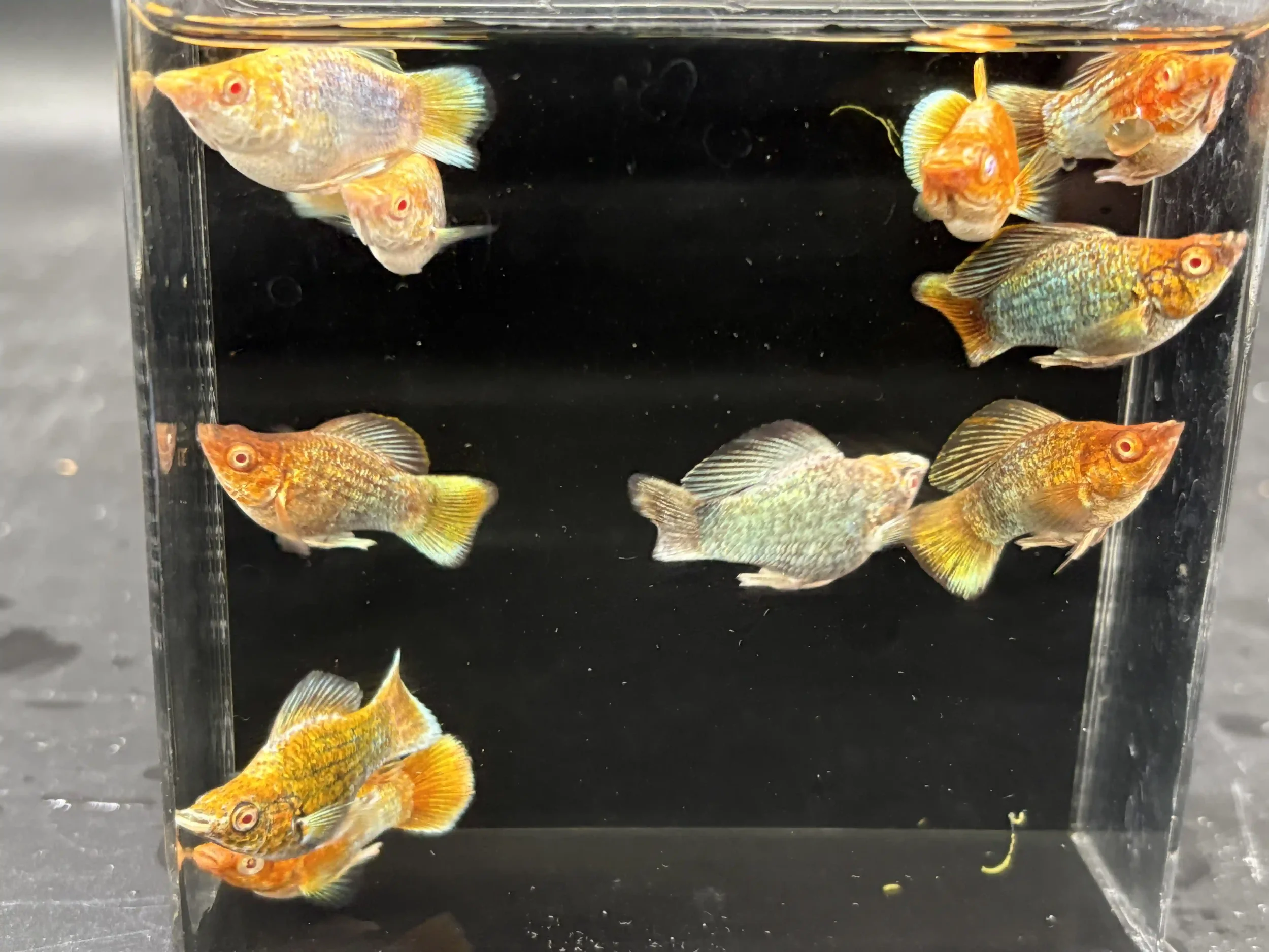 Male copper molly with a copper-toned body