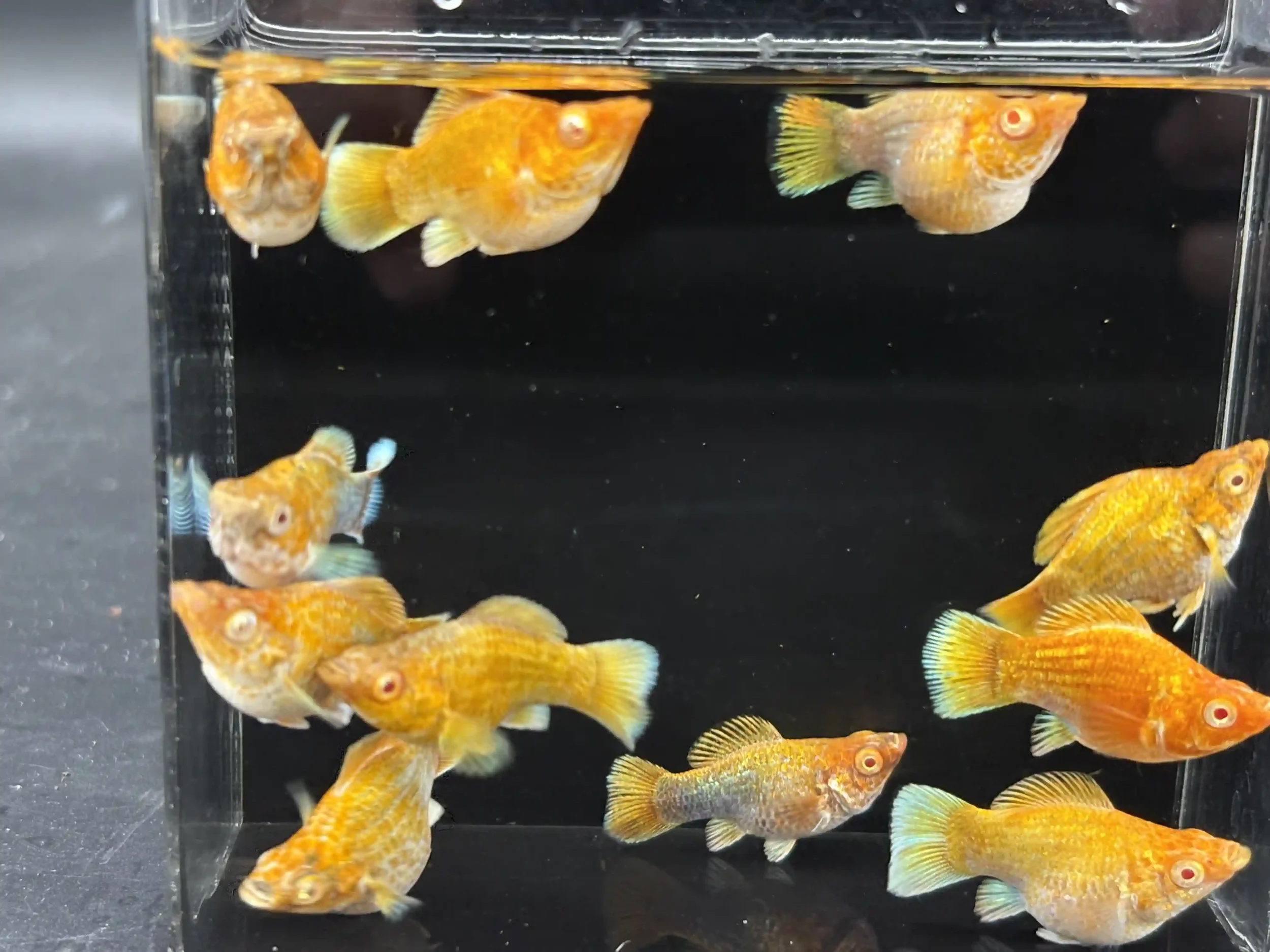 Female copper molly, a freshwater livebearer